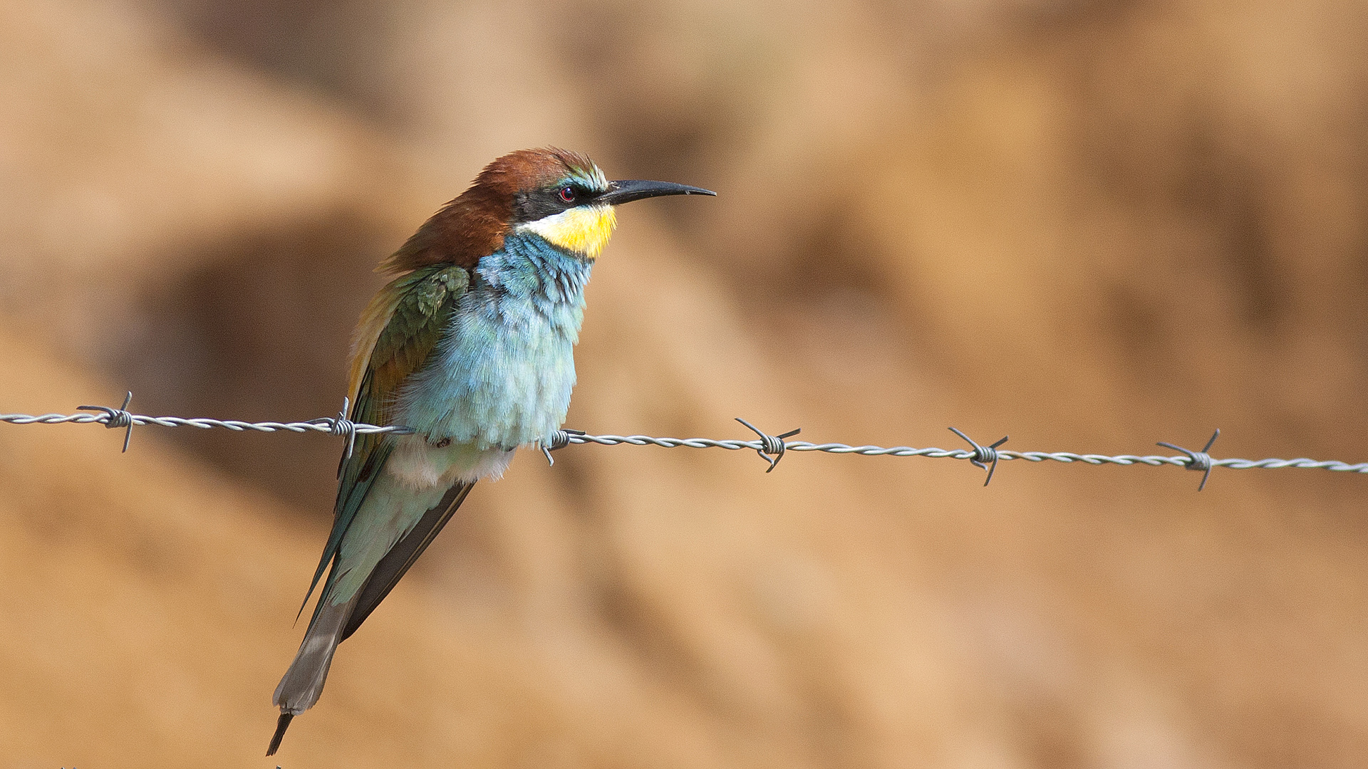 Arıkuşu » European Bee-eater » Merops apiaster