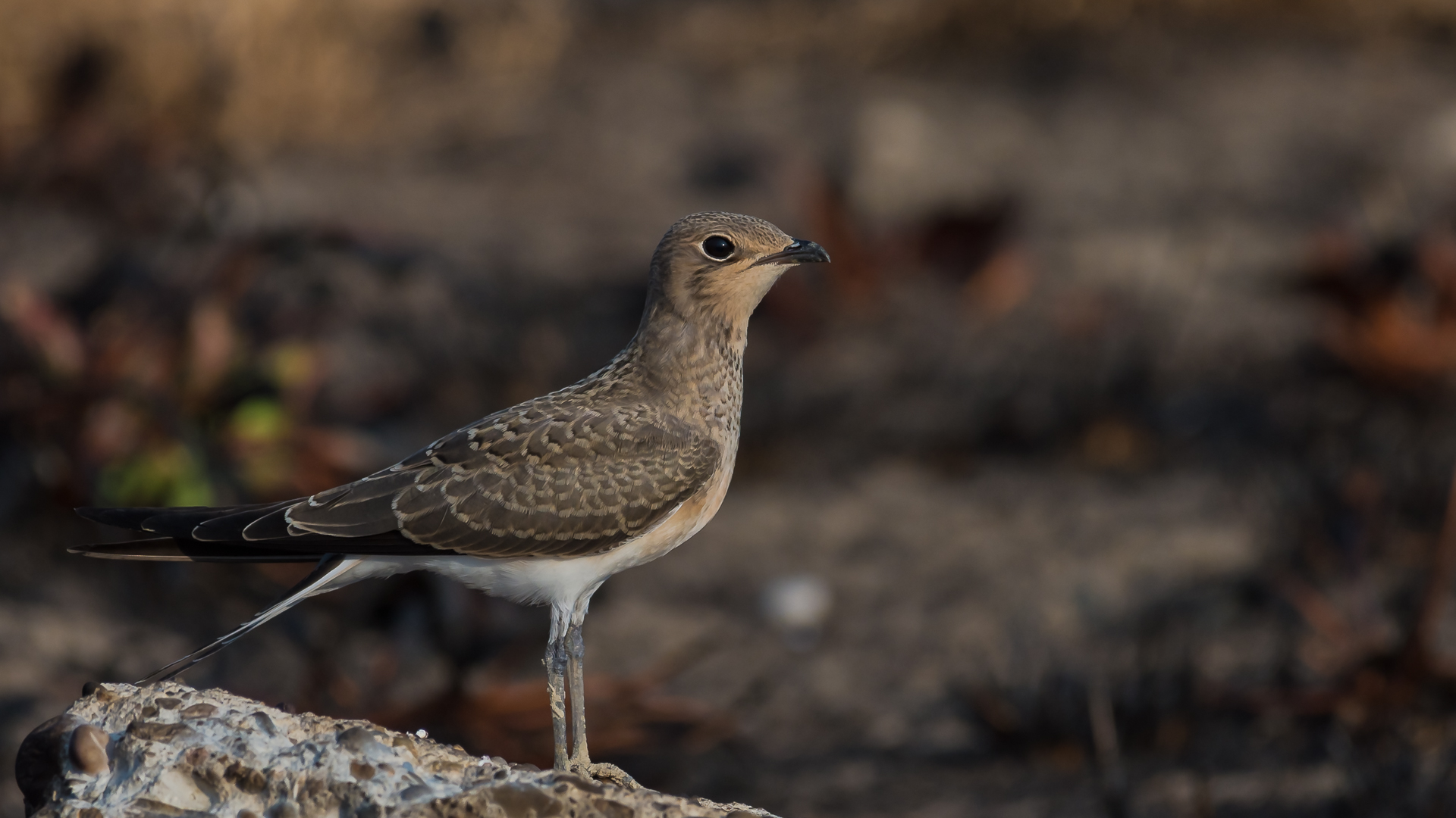 Bataklıkkırlangıcı