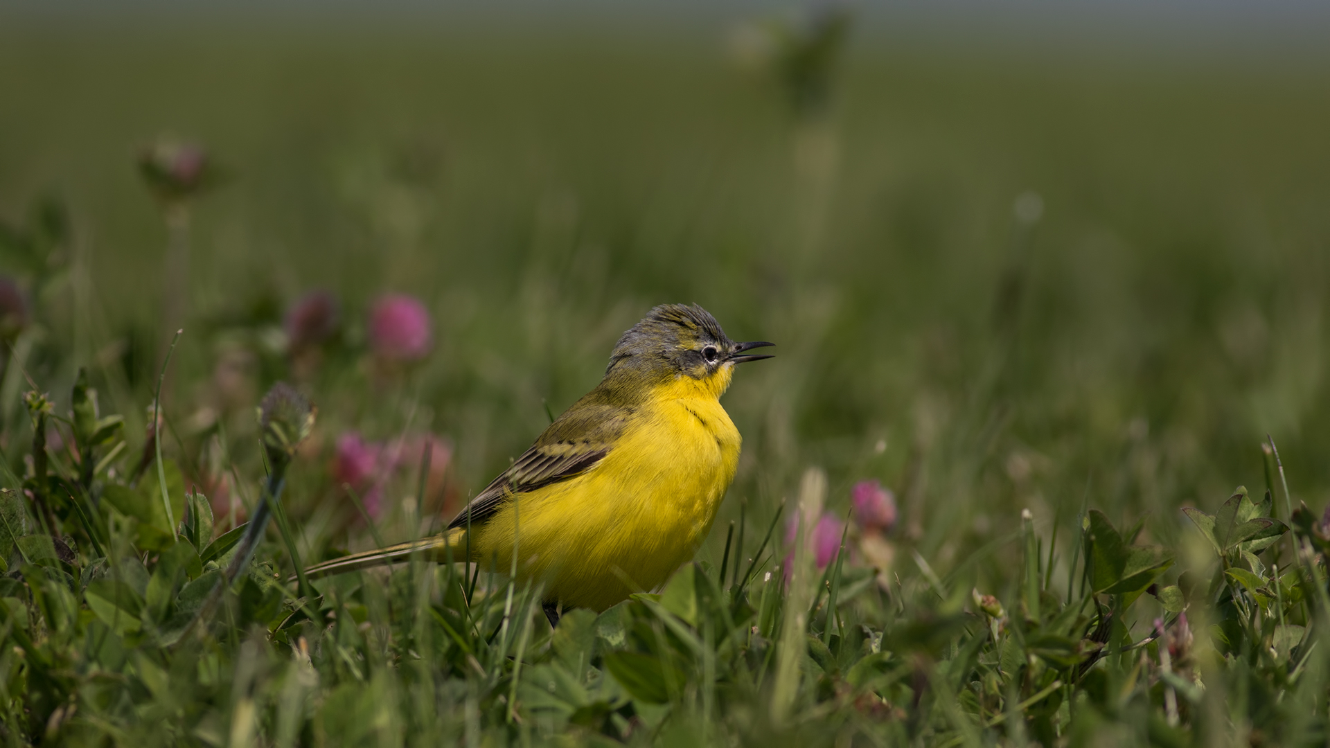 Sarı kuyruksallayan