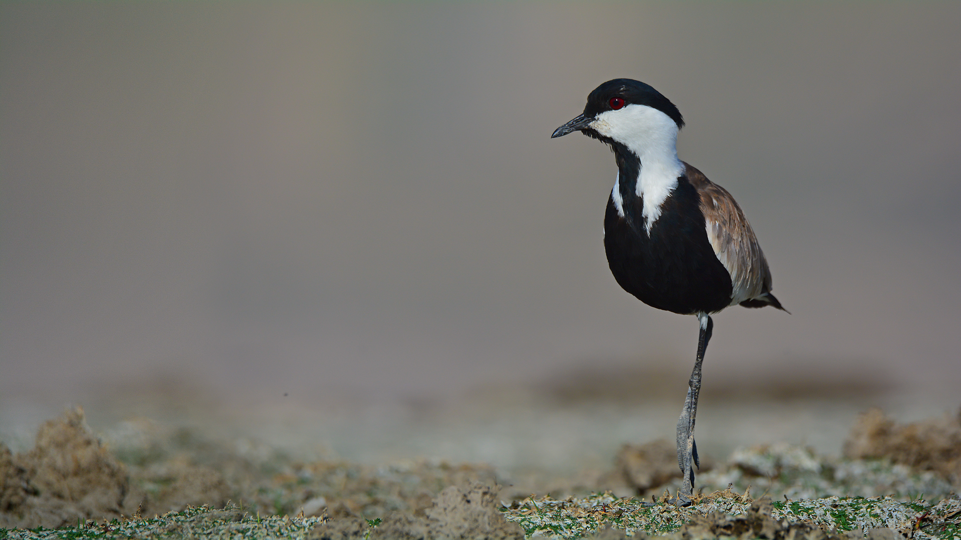 Mahmuzlu kızkuşu » Spur-winged Lapwing » Vanellus spinosus