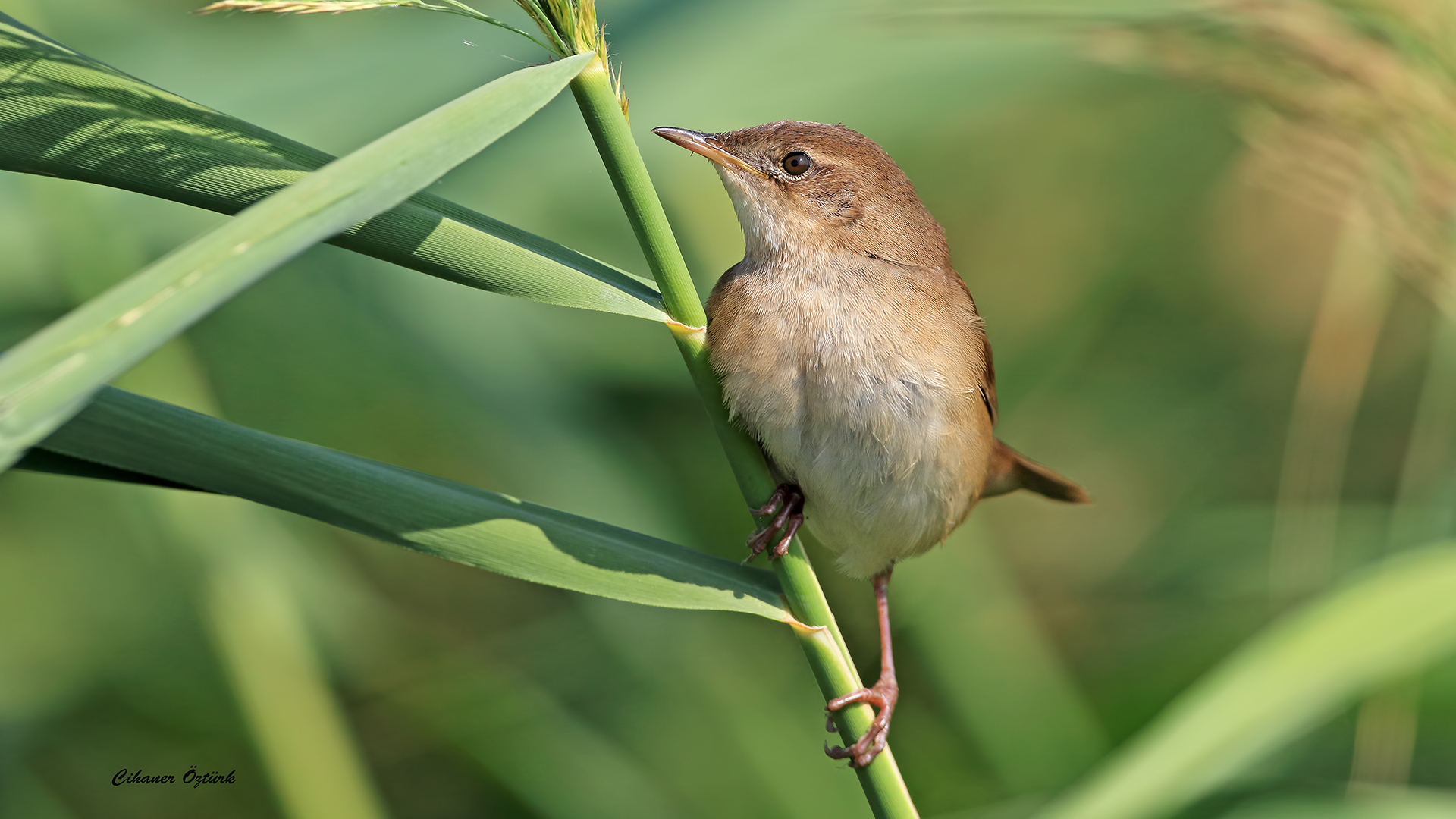 Bataklık kamışçını