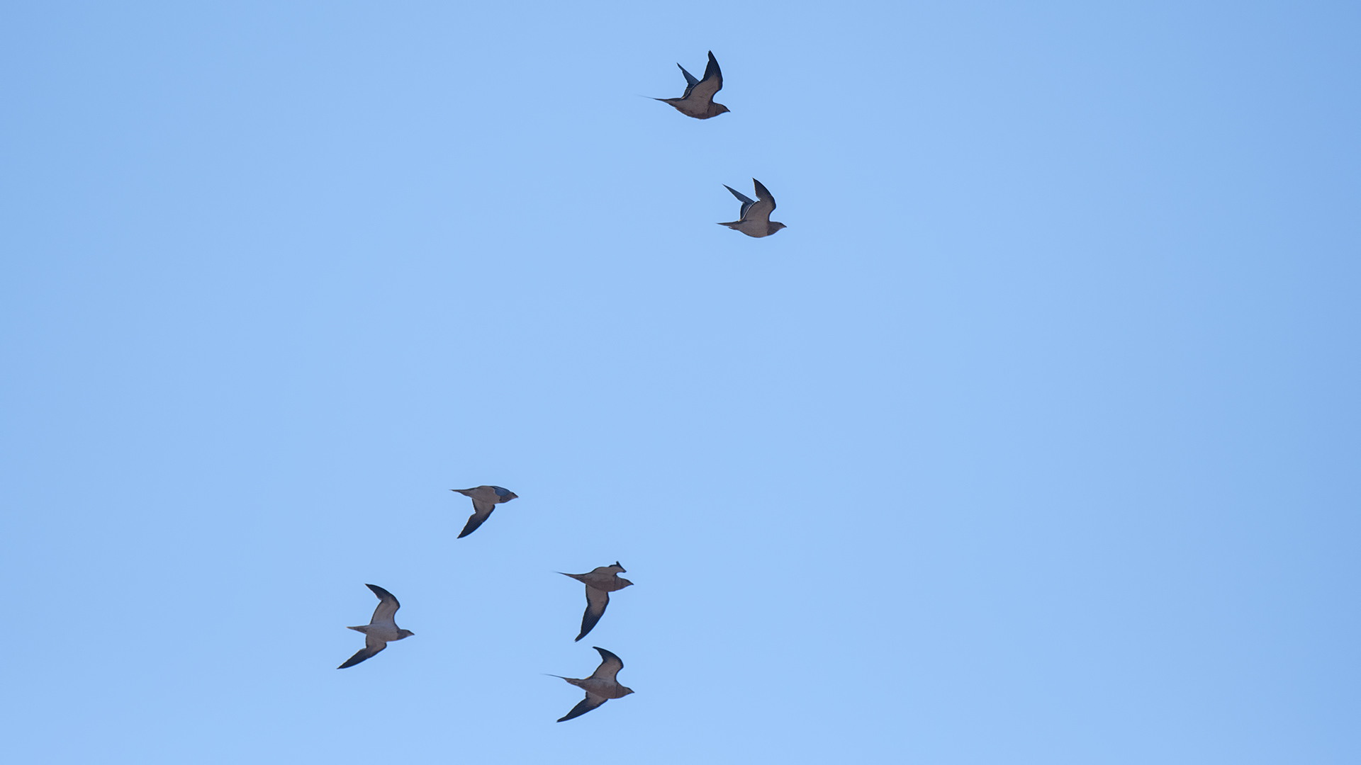 Kılkuyruk bağırtlak