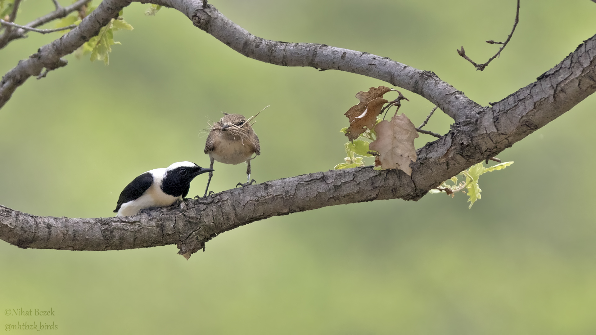 Karakulaklı kuyrukkakan