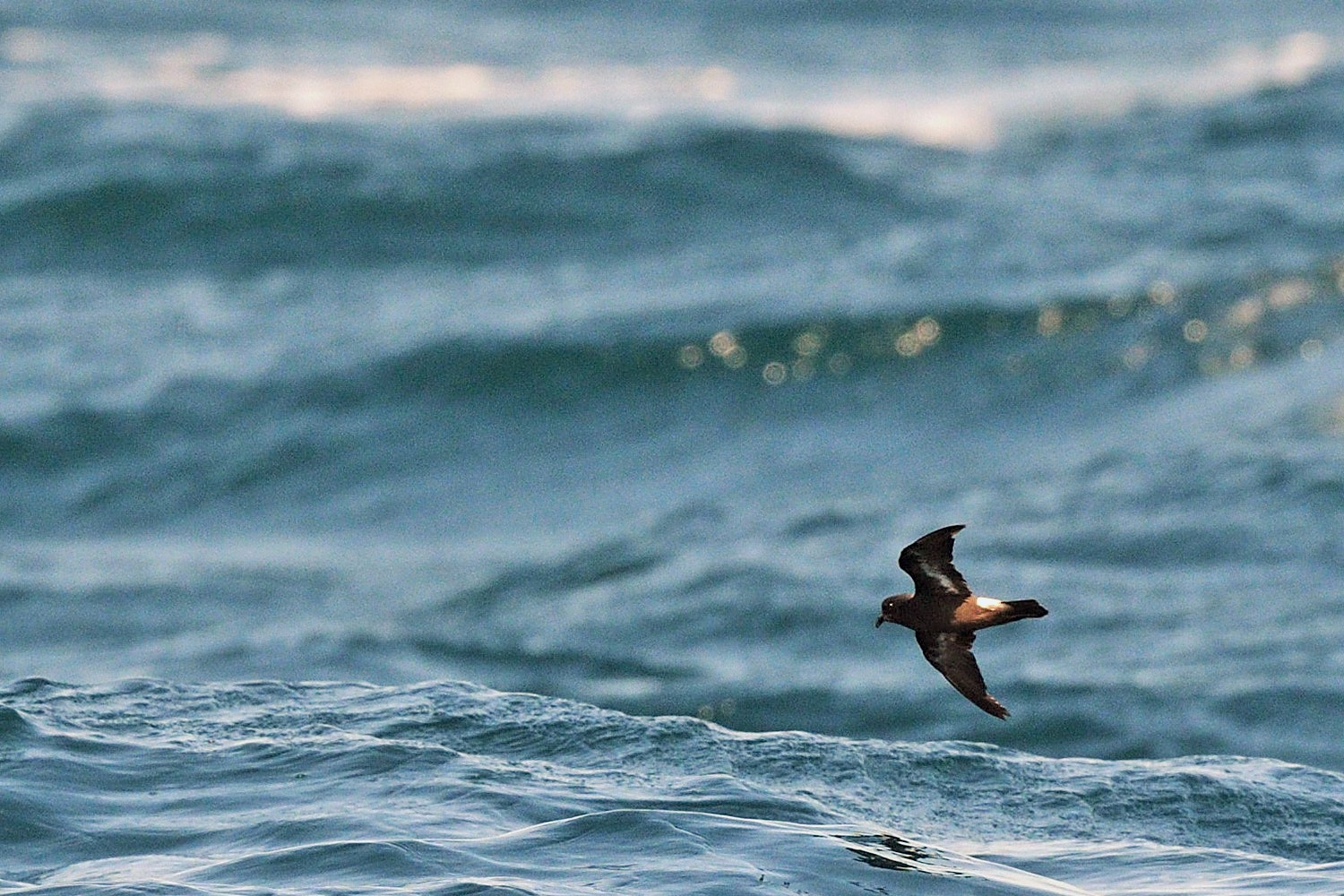 Fırtınakırlangıcı