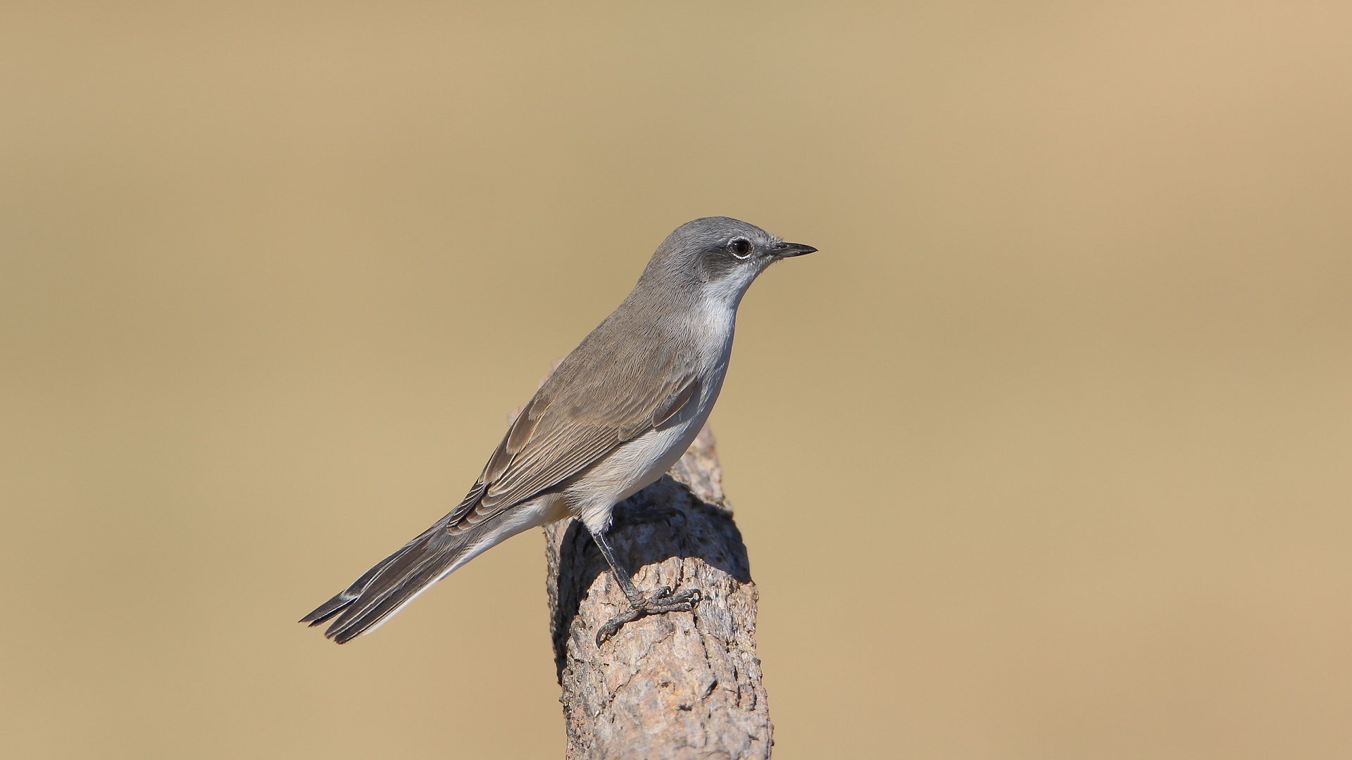 Küçük akgerdanlı ötleğen