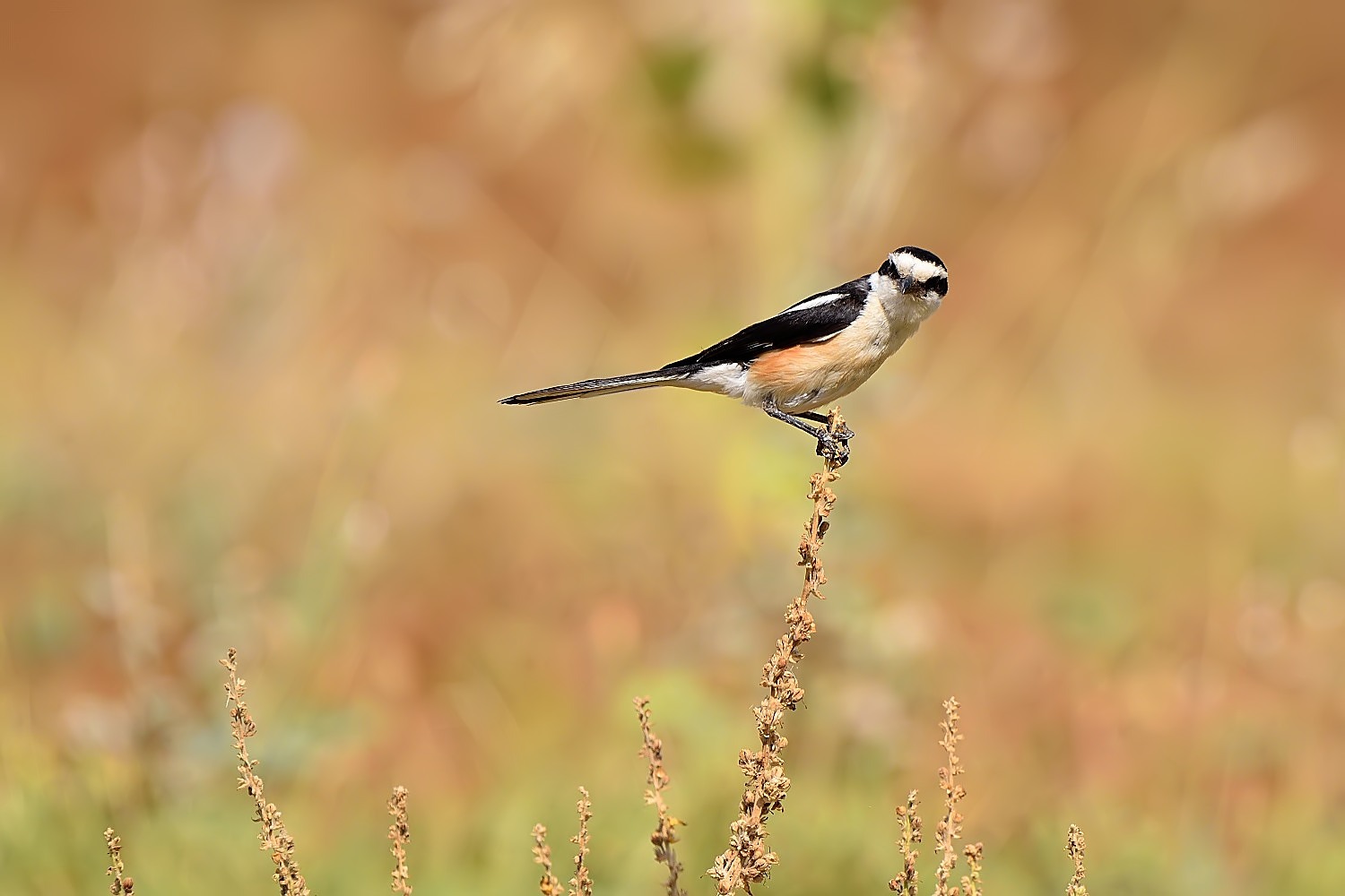 Maskeli örümcekkuşu