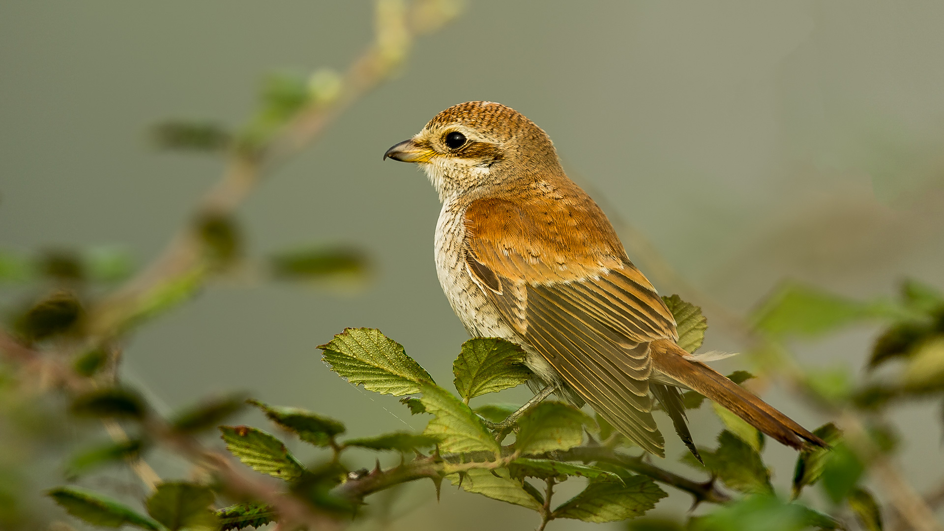 Kızılsırtlı örümcekkuşu