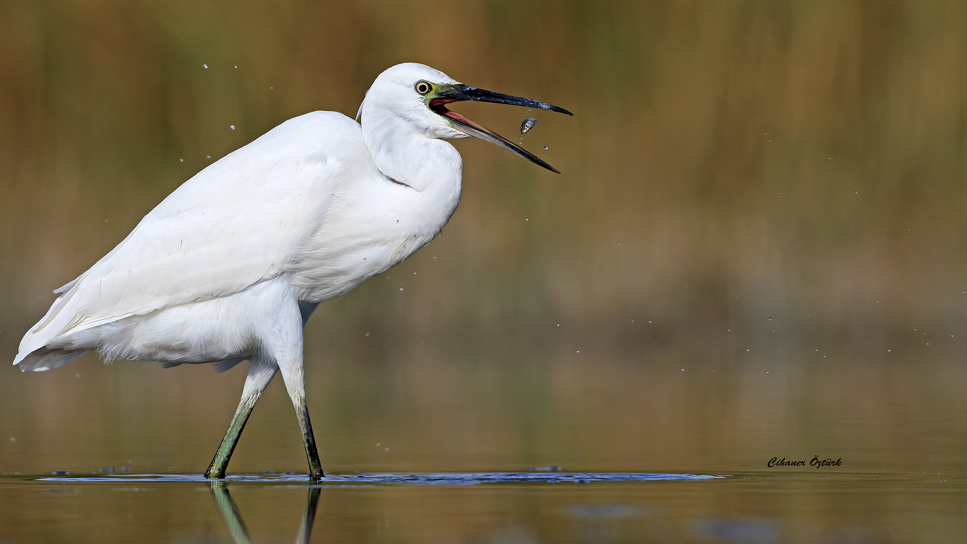 Küçük ak balıkçıl