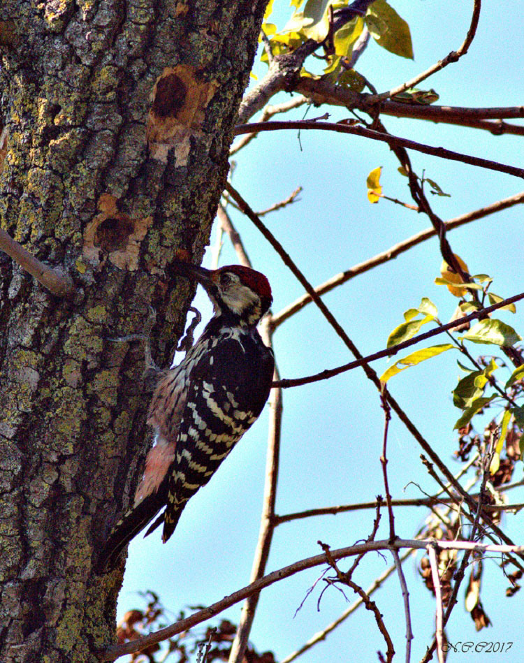 Aksırtlı ağaçkakan