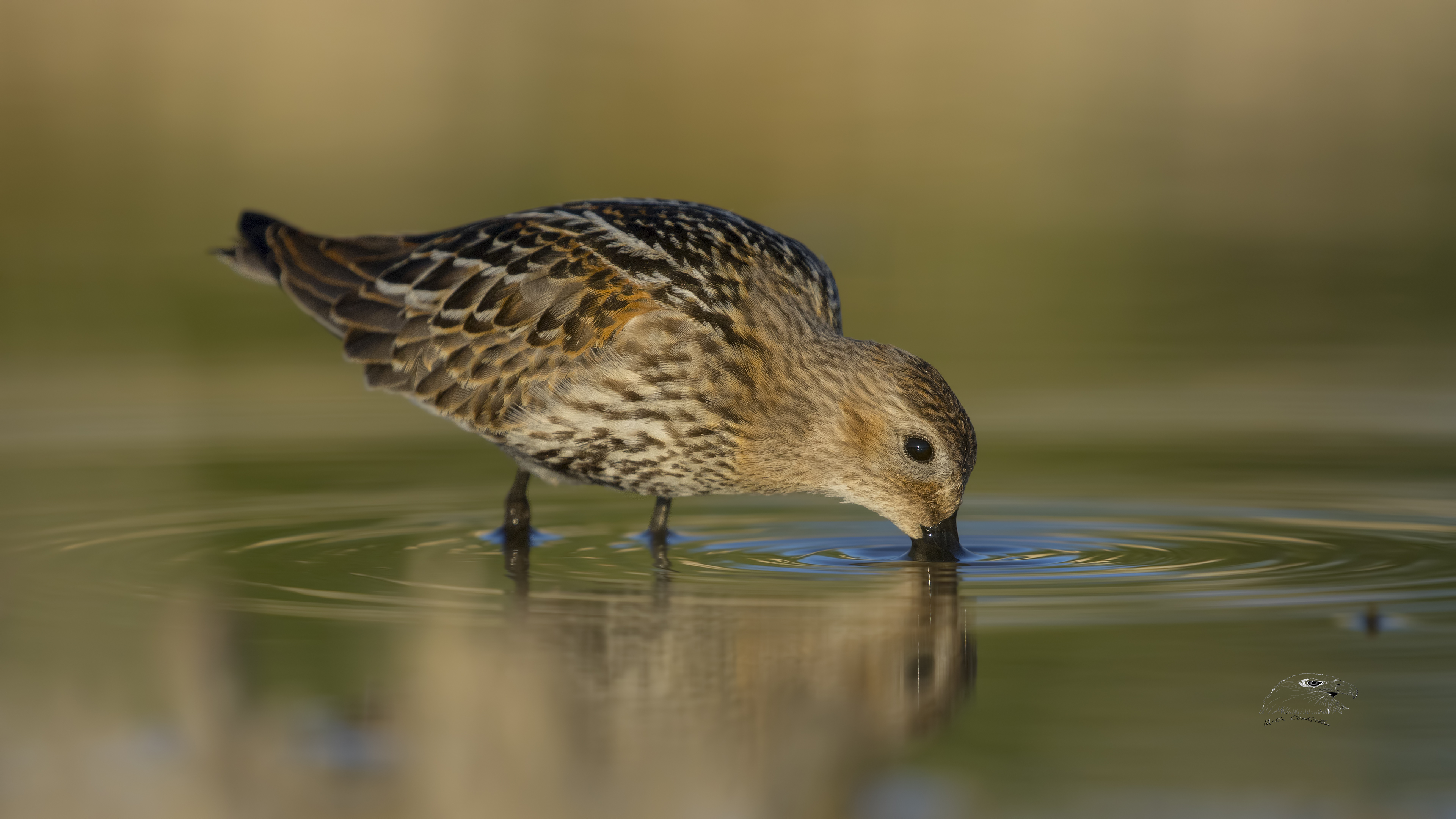 Karakarınlı kumkuşu