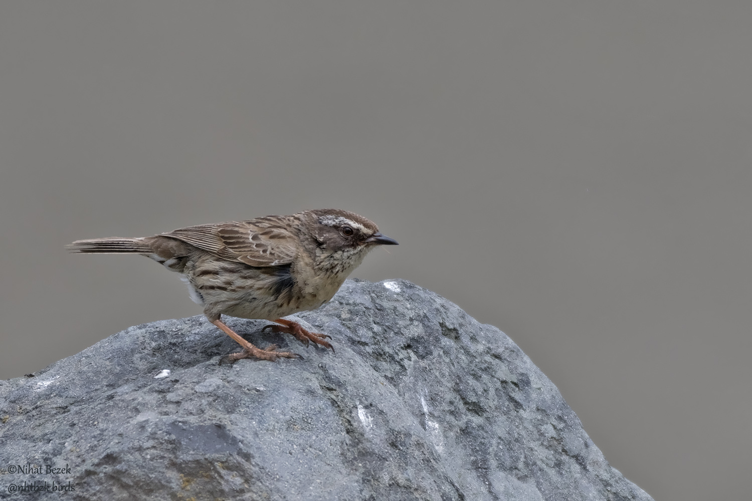 Sürmeli dağbülbülü