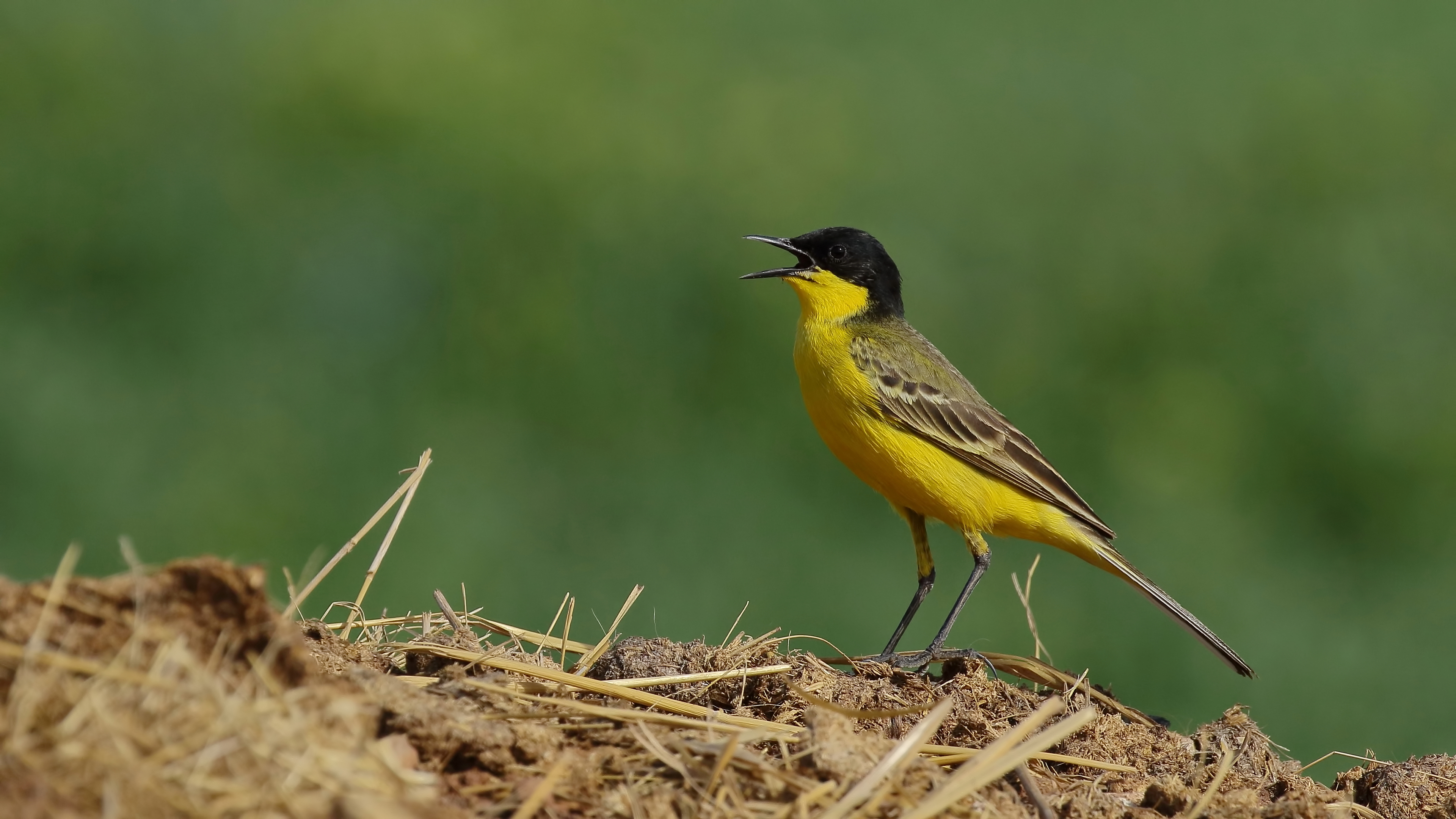 Sarı kuyruksallayan