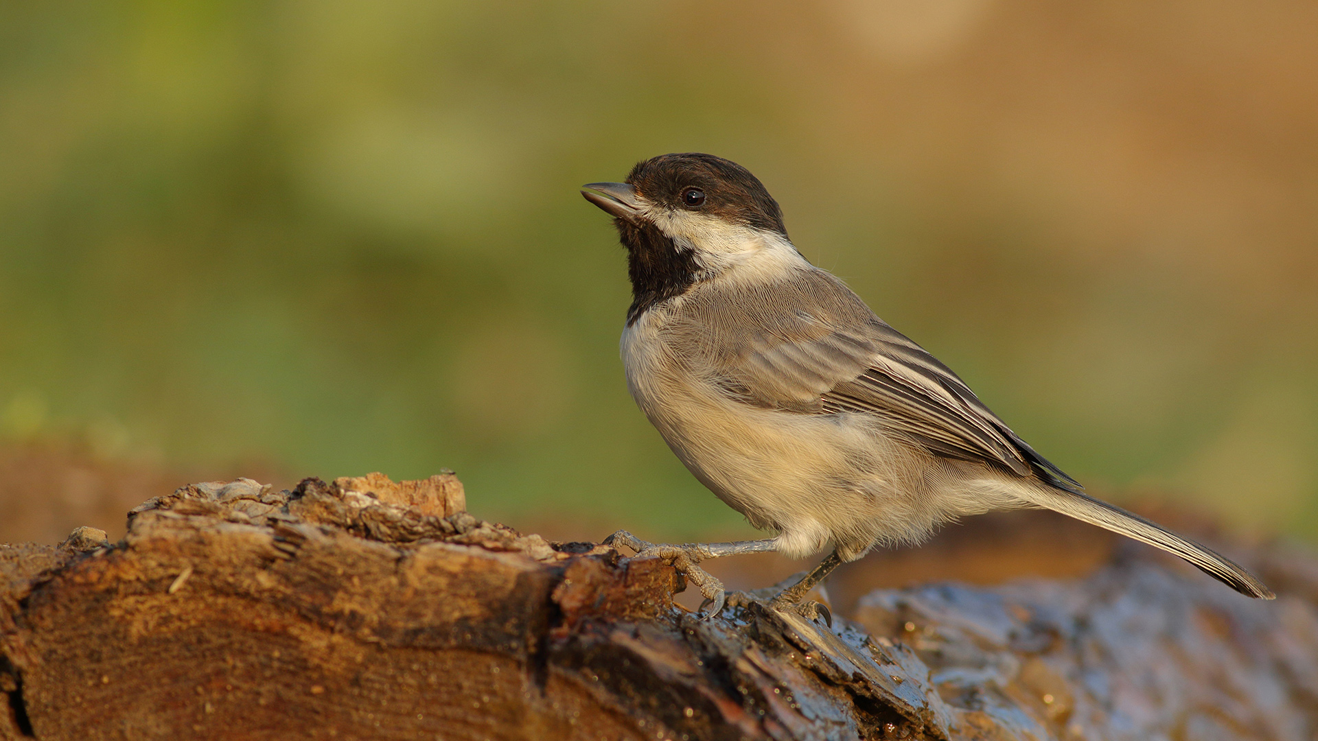 Akyanaklı baştankara