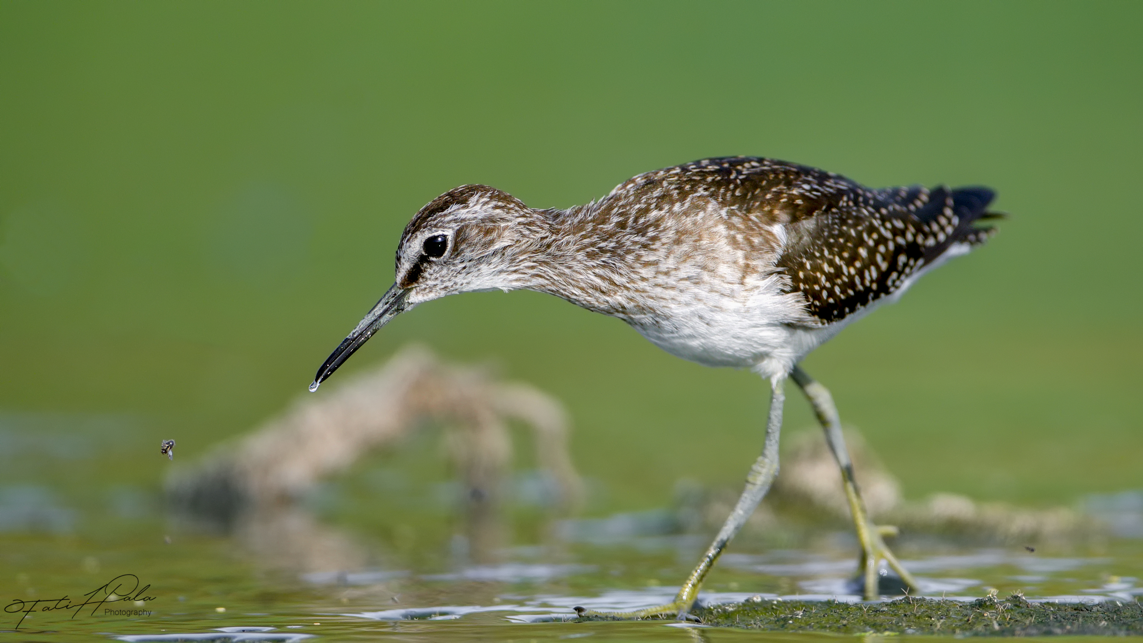 Orman düdükçünü