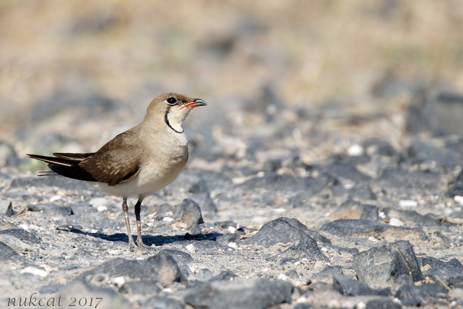 Bataklıkkırlangıcı