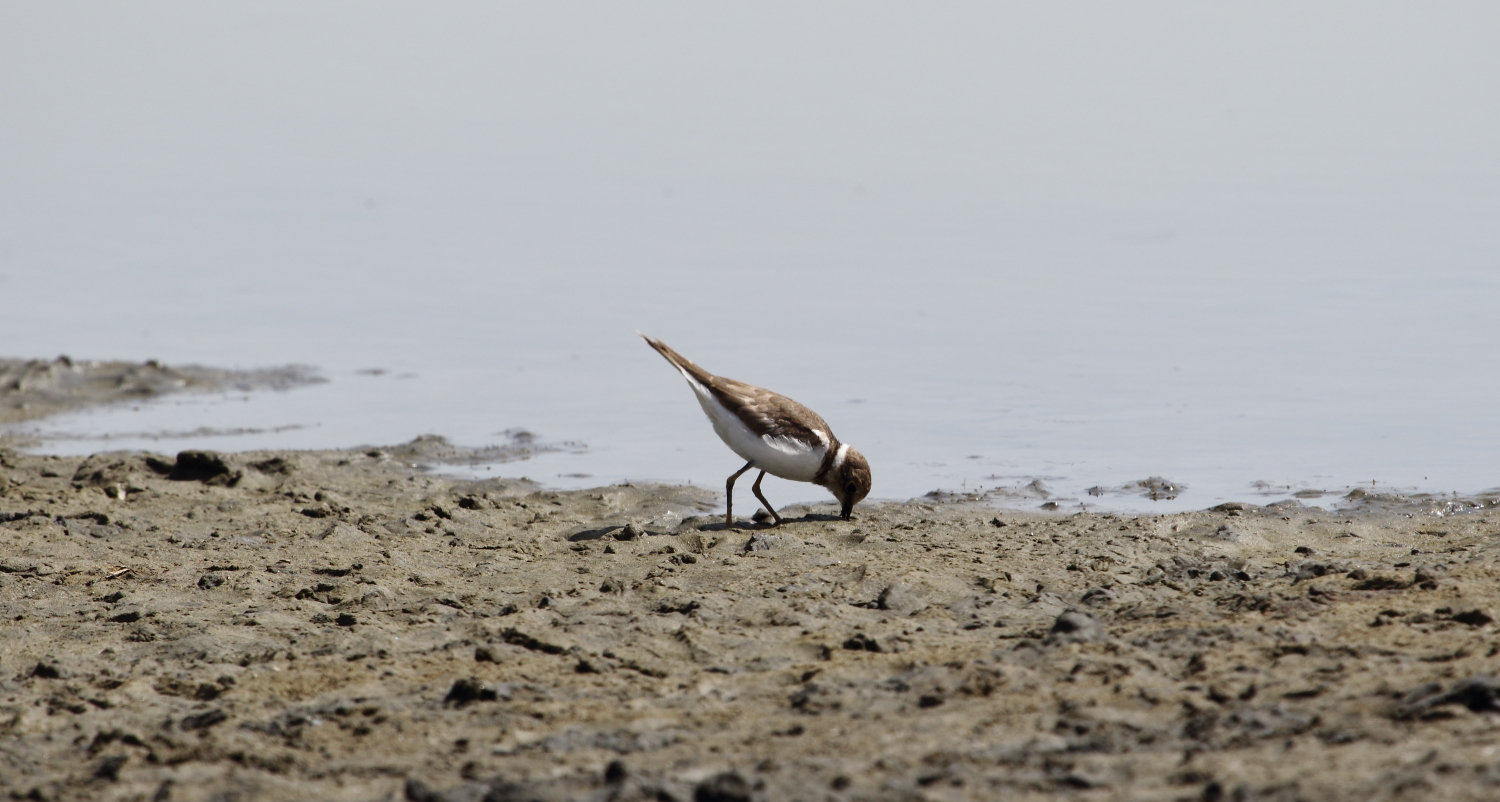 Halkalı küçük cılıbıt