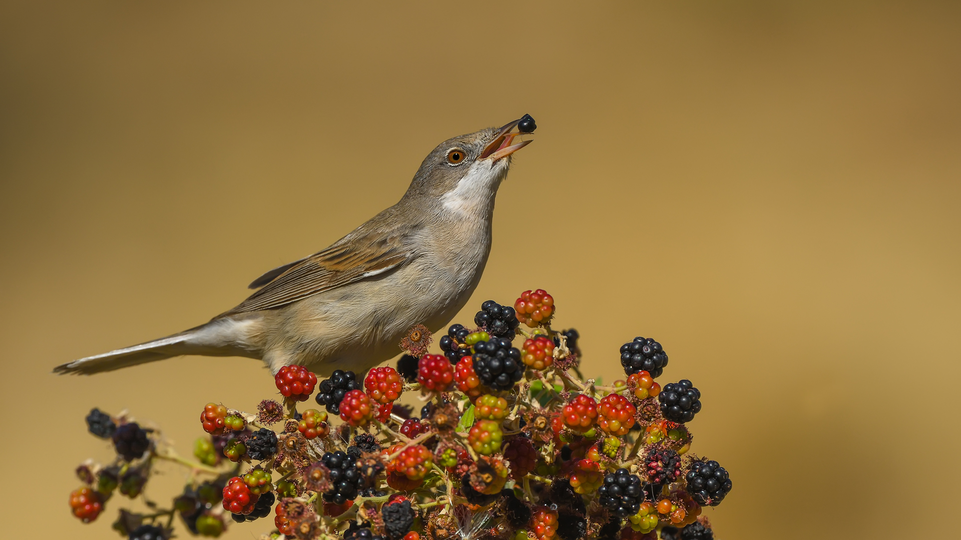 Akgerdanlı ötleğen