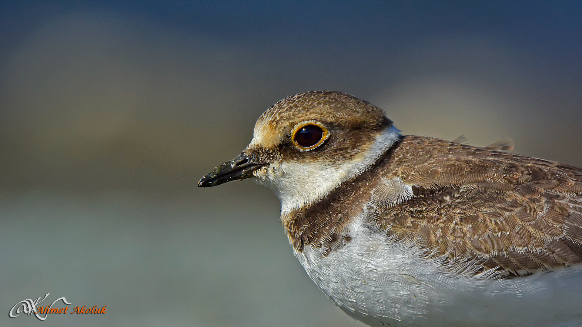 Halkalı küçük cılıbıt