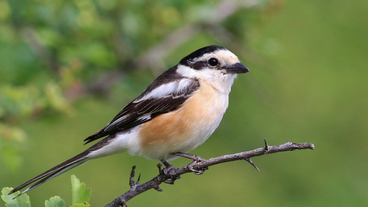 Maskeli örümcekkuşu