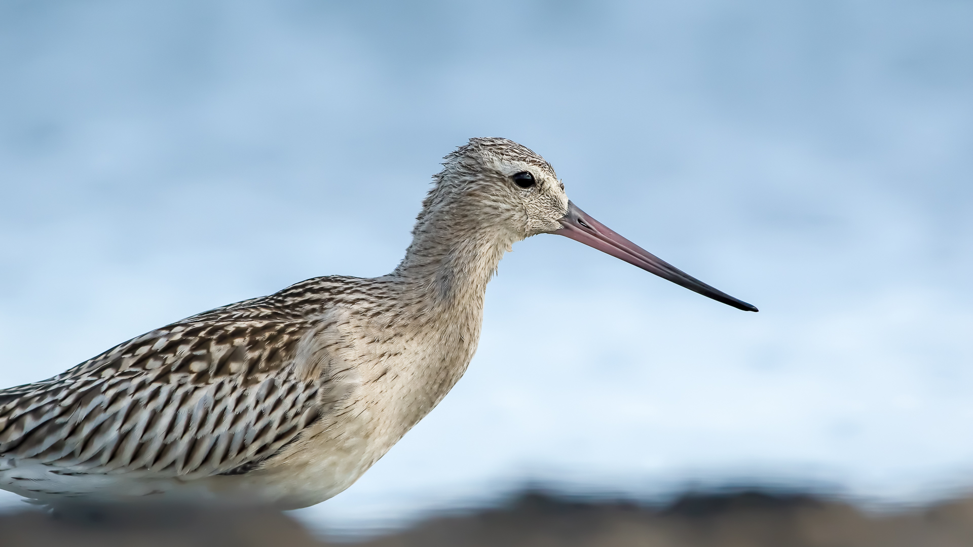 Kıyı çamurçulluğu