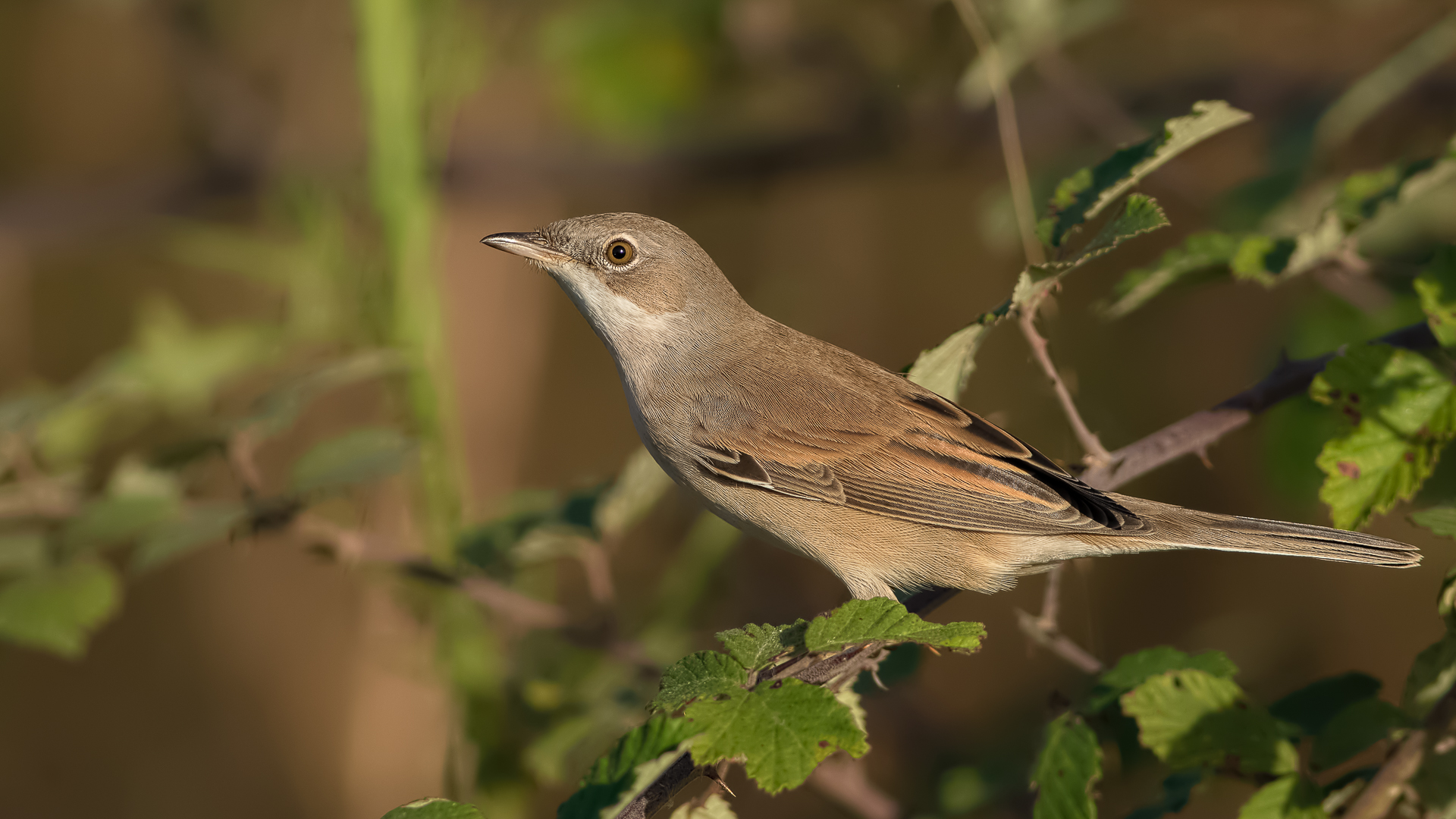 Akgerdanlı ötleğen
