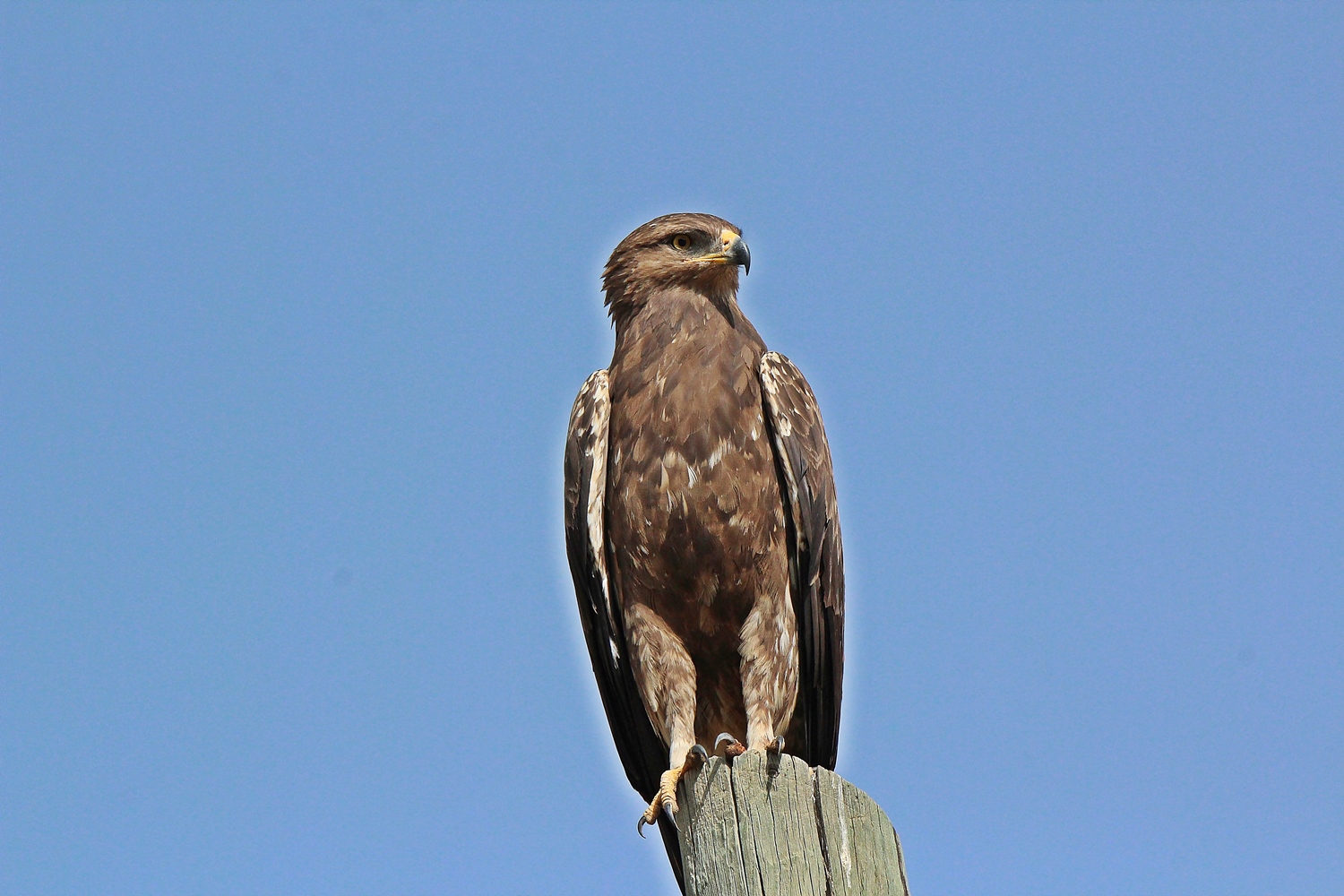 Küçük orman kartalı