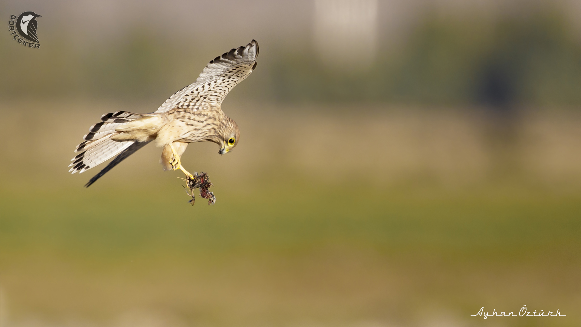 Kerkenez » Common Kestrel » Falco tinnunculus