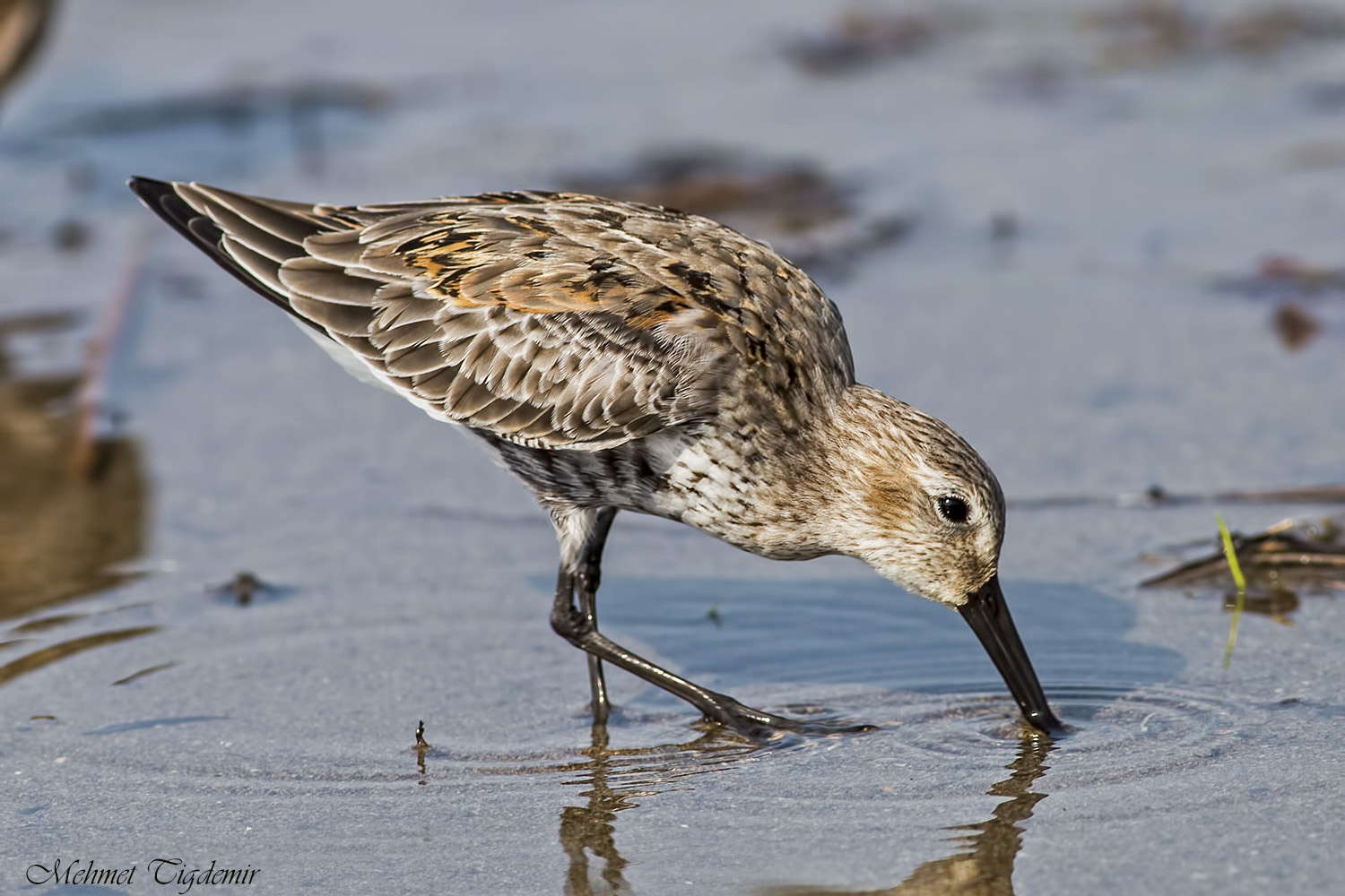 Karakarınlı kumkuşu