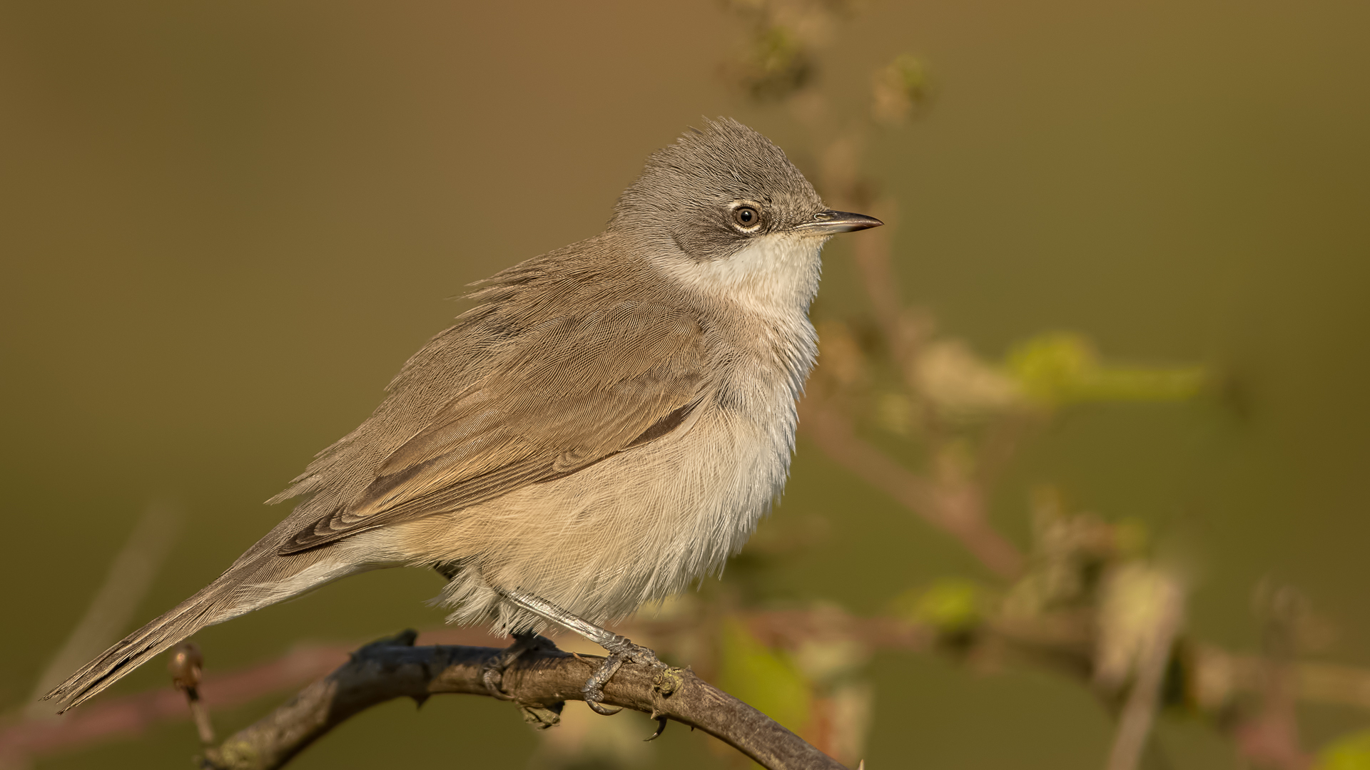 Küçük akgerdanlı ötleğen