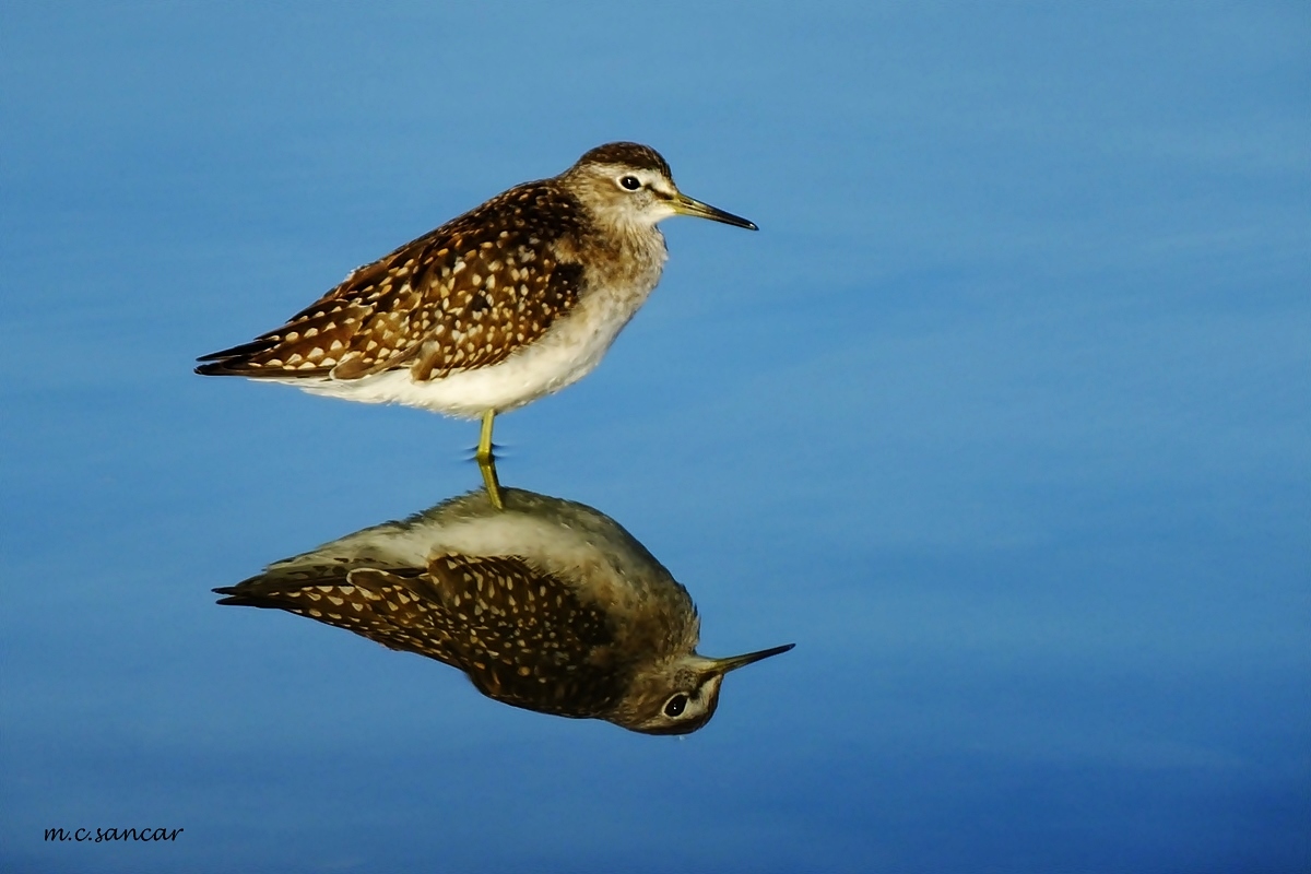 Orman düdükçünü