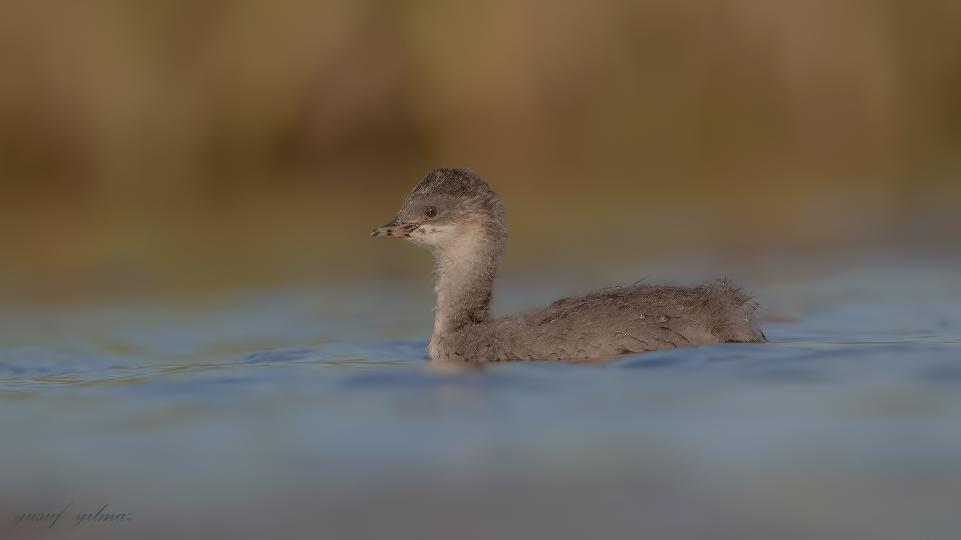 Karaboyunlu batağan