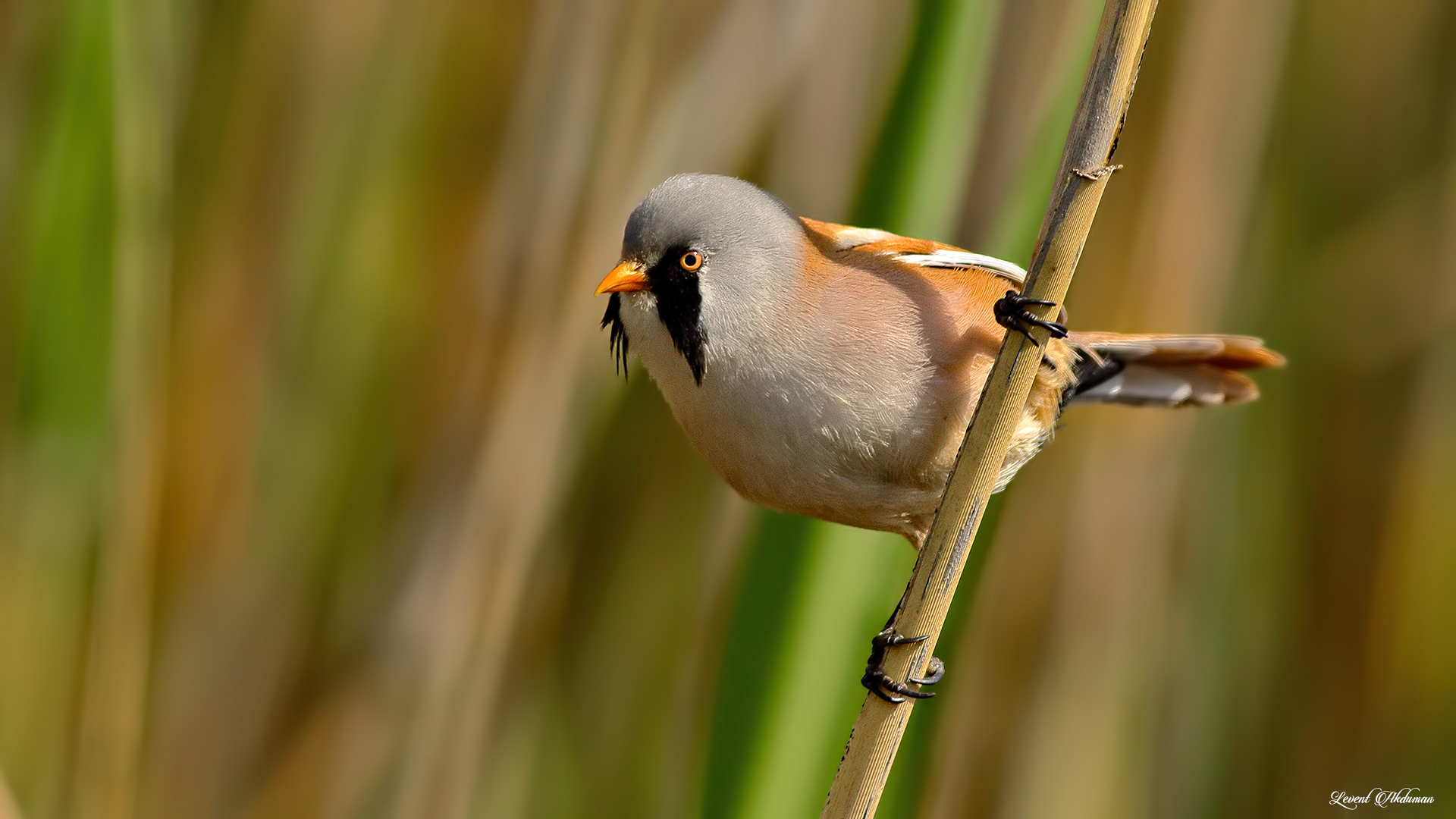 Bıyıklı baştankara