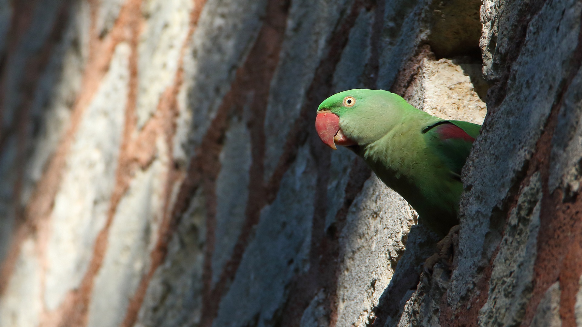 İskender papağanı