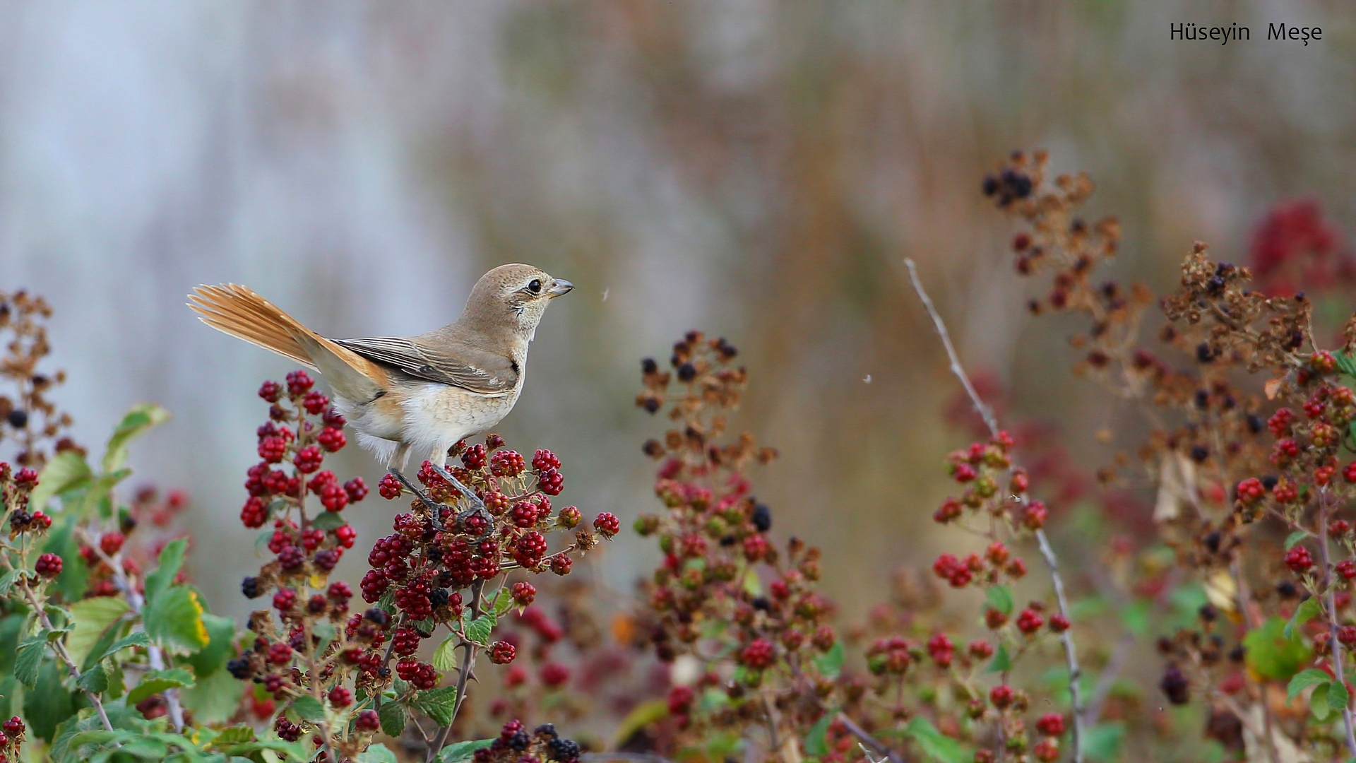 Türkistan örümcekkuşu