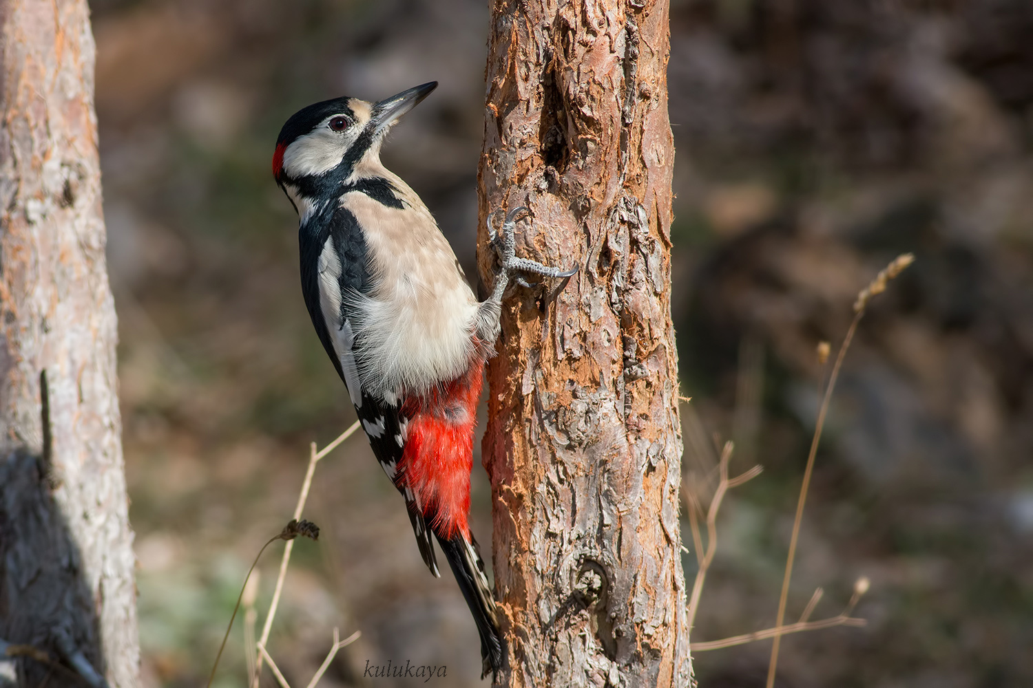 Orman alaca ağaçkakanı