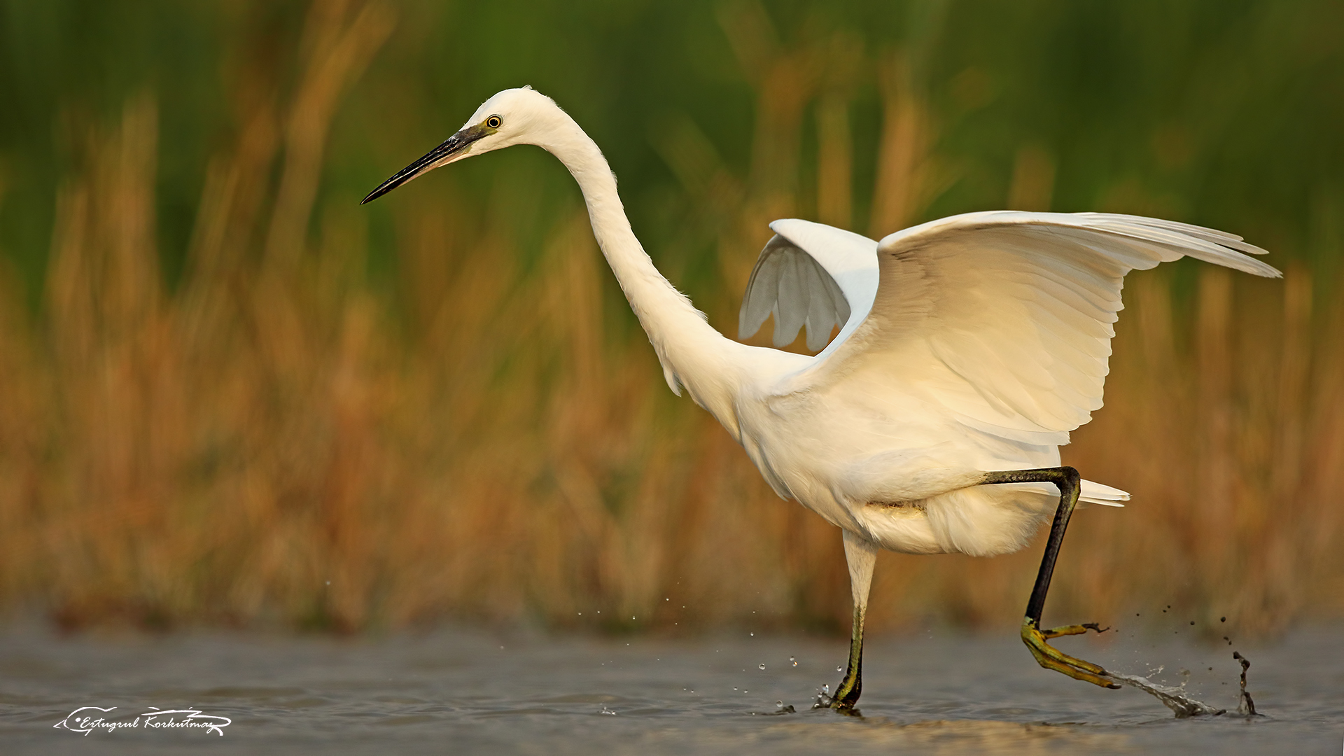 Küçük ak balıkçıl