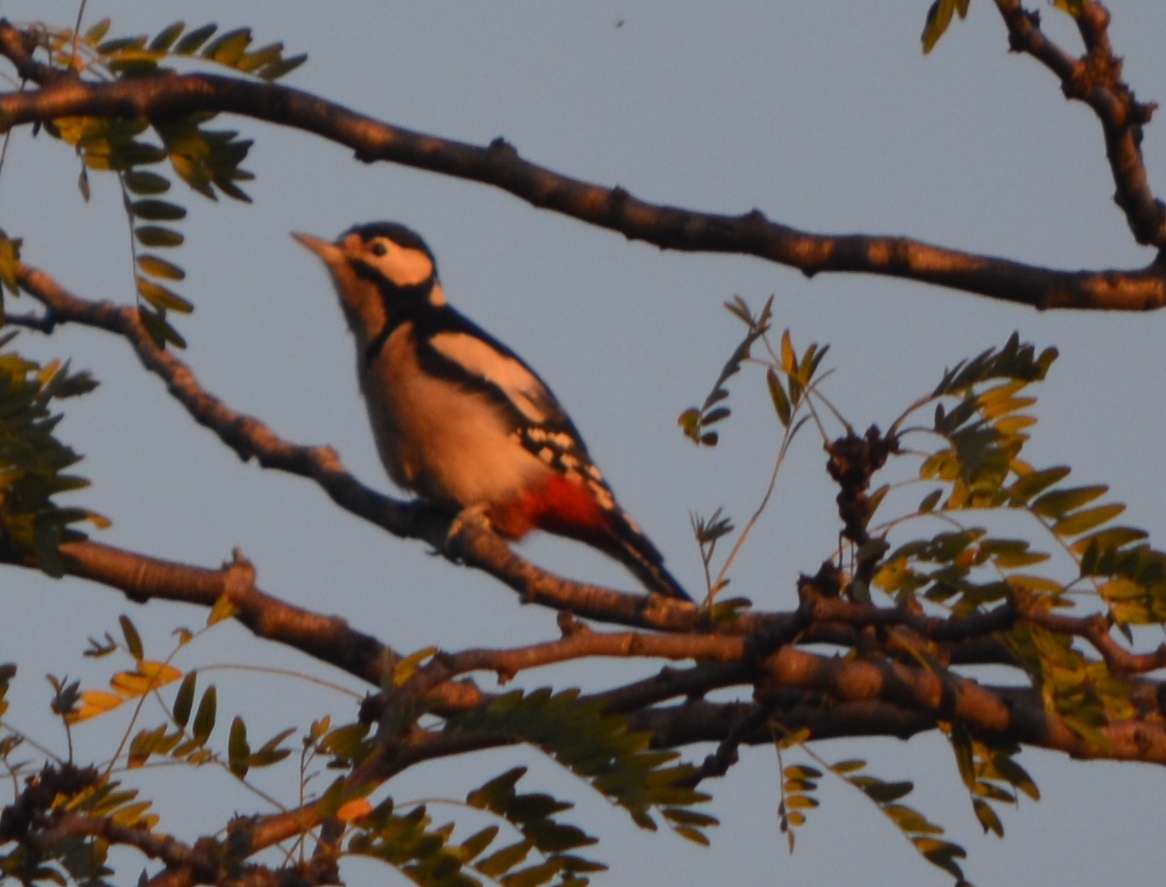 Orman alaca ağaçkakanı