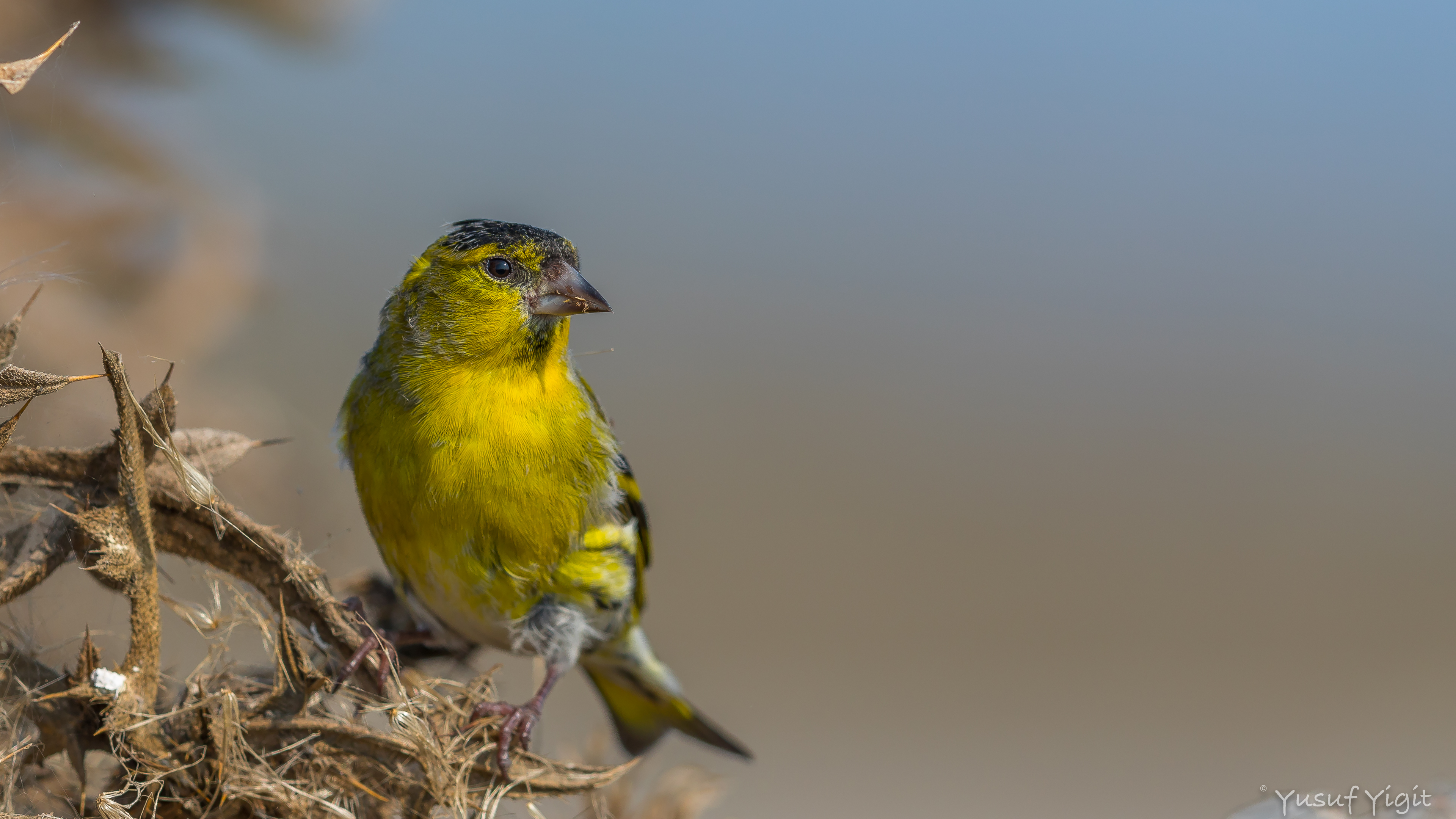 Karabaşlı iskete » Eurasian Siskin » Spinus spinus