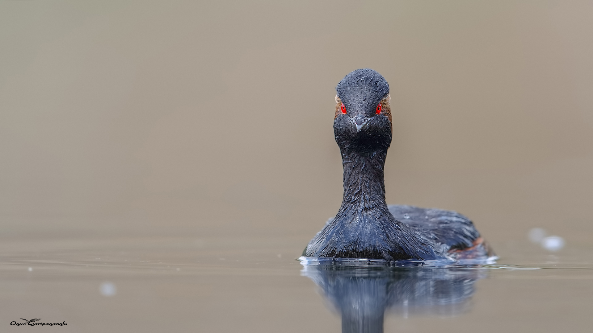 Karaboyunlu batağan