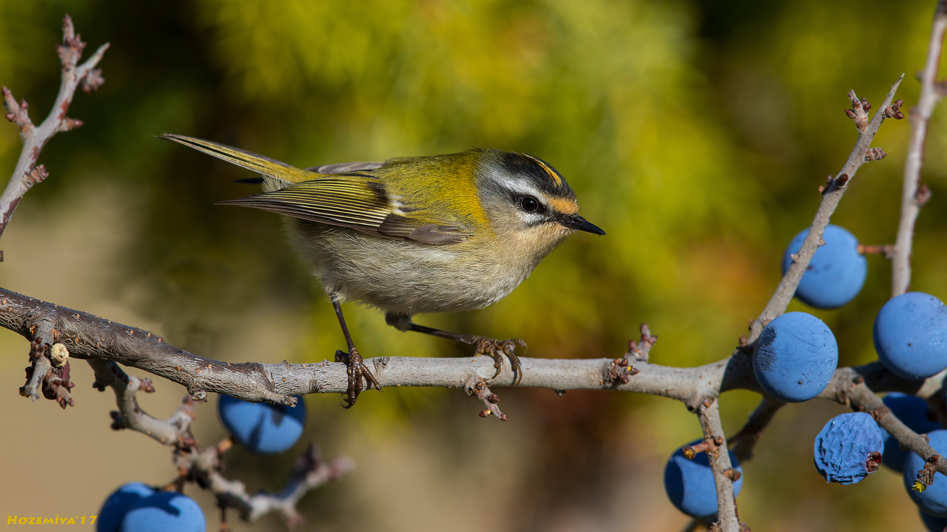 Sürmeli çalıkuşu » Common Firecrest » Regulus ignicapilla