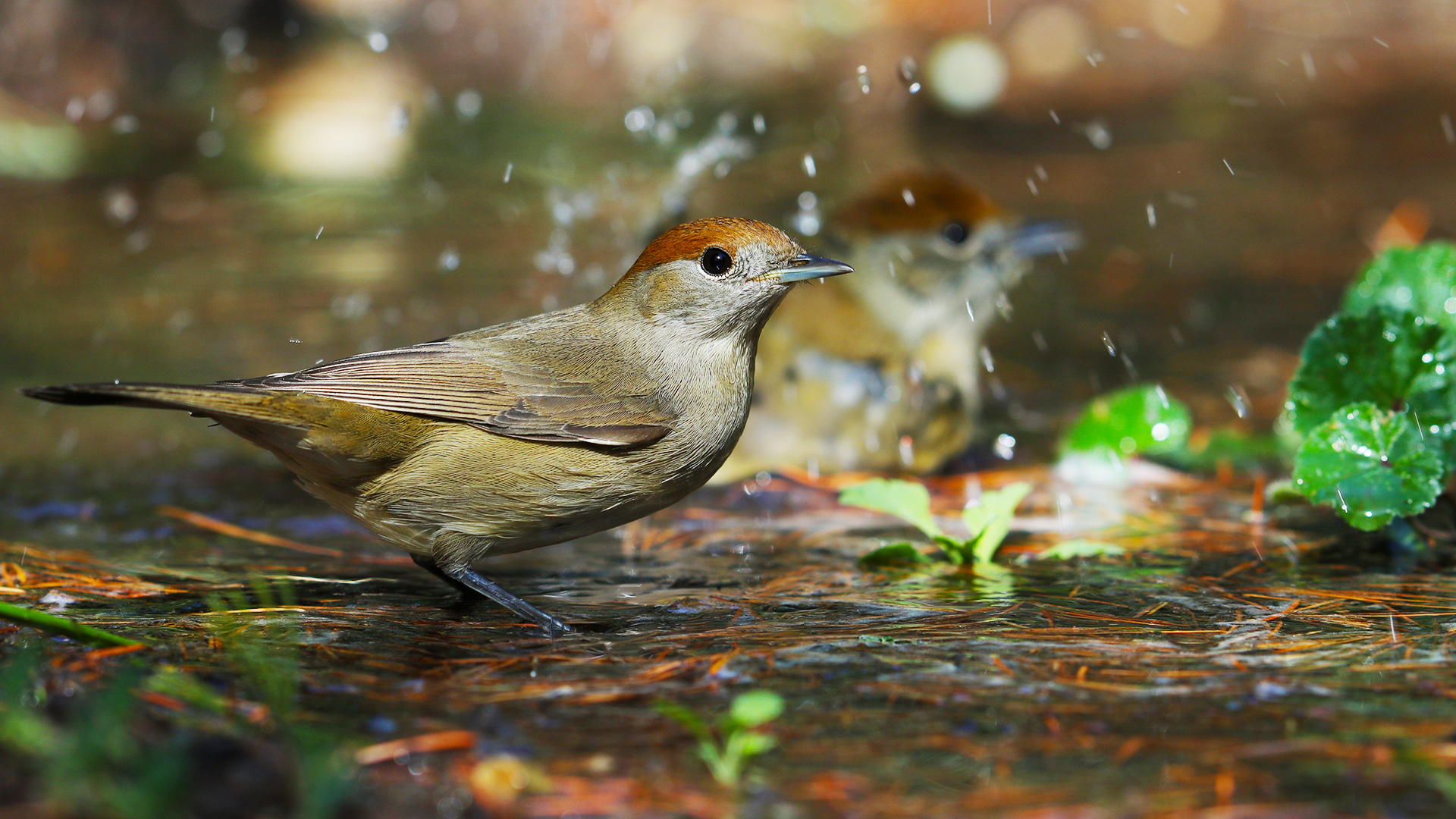 Karabaşlı ötleğen