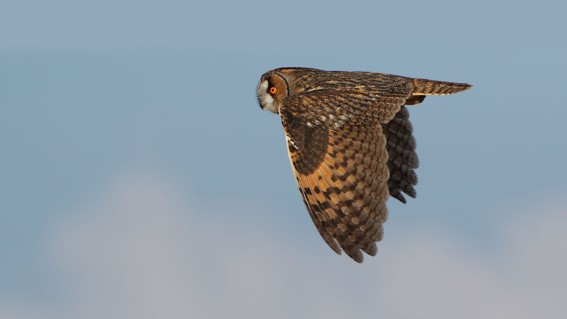 Kulaklı orman baykuşu » Long-eared Owl » Asio otus