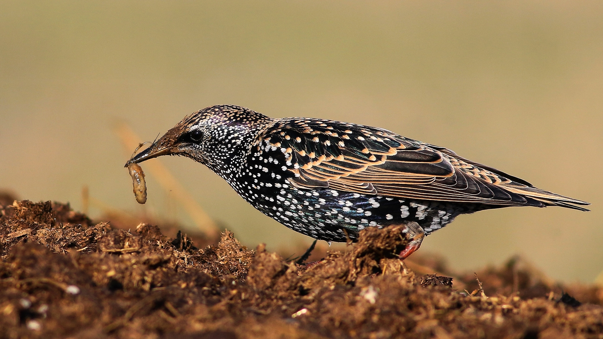 Sığırcık » Common Starling » Sturnus vulgaris