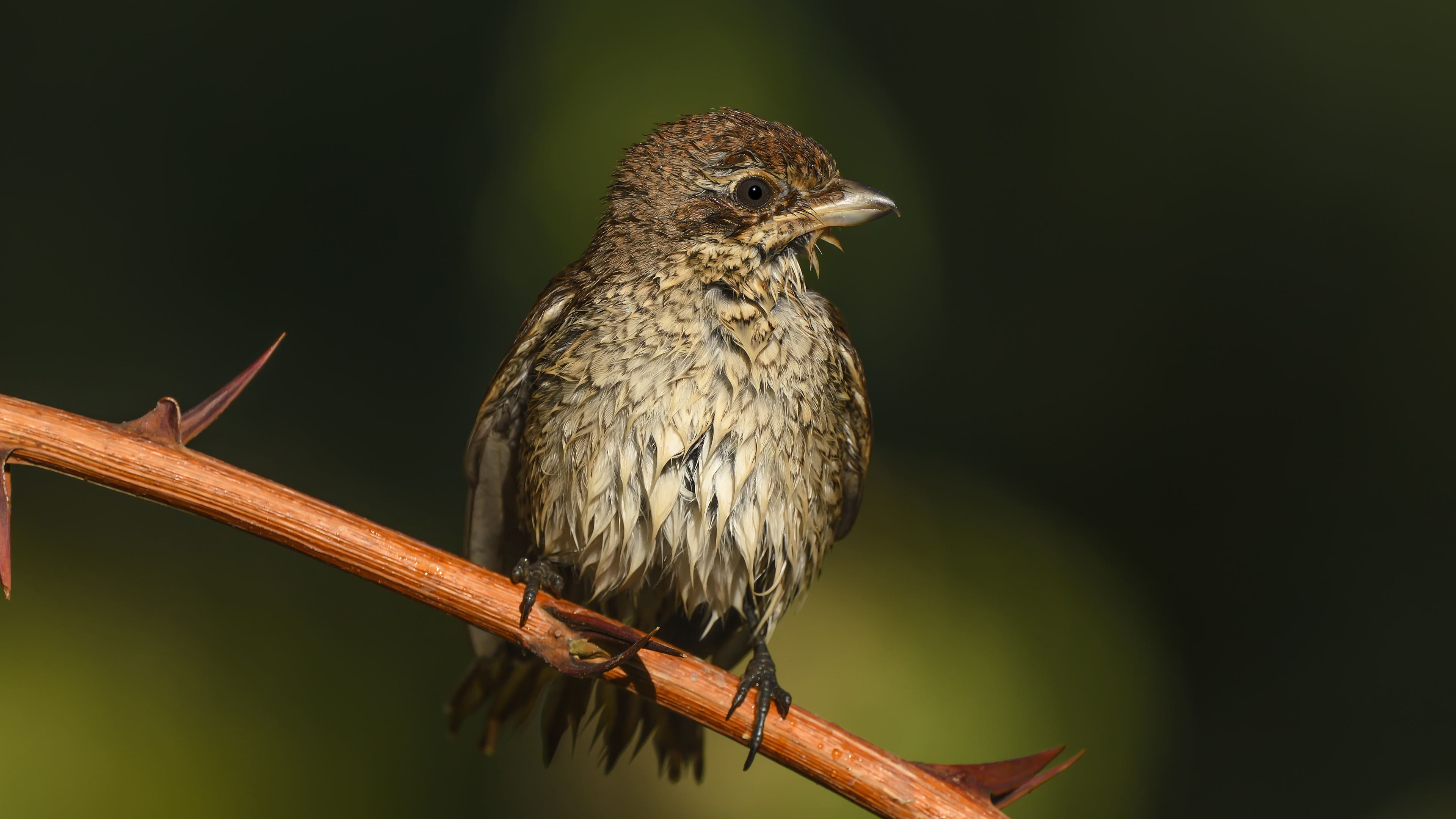 Kızılsırtlı örümcekkuşu