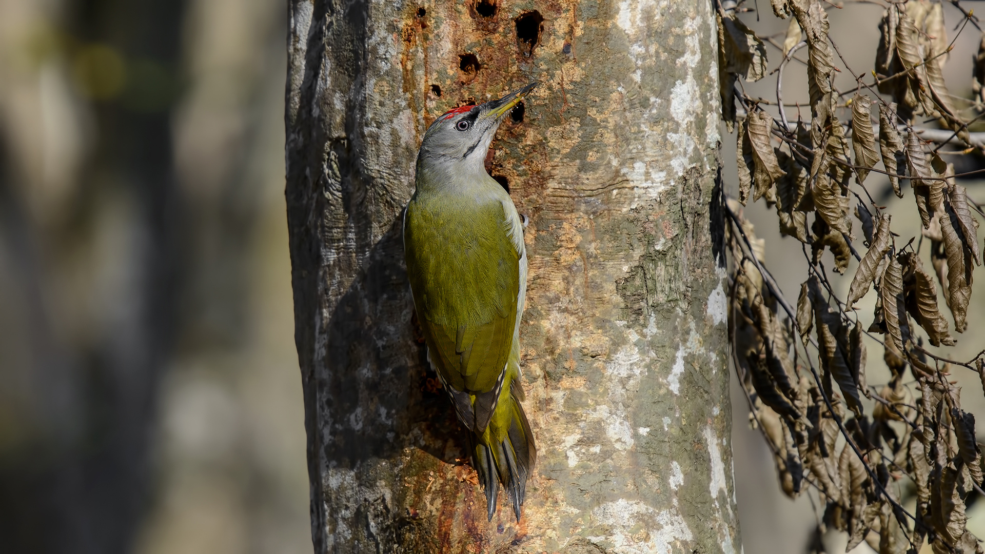 Küçük yeşil ağaçkakan