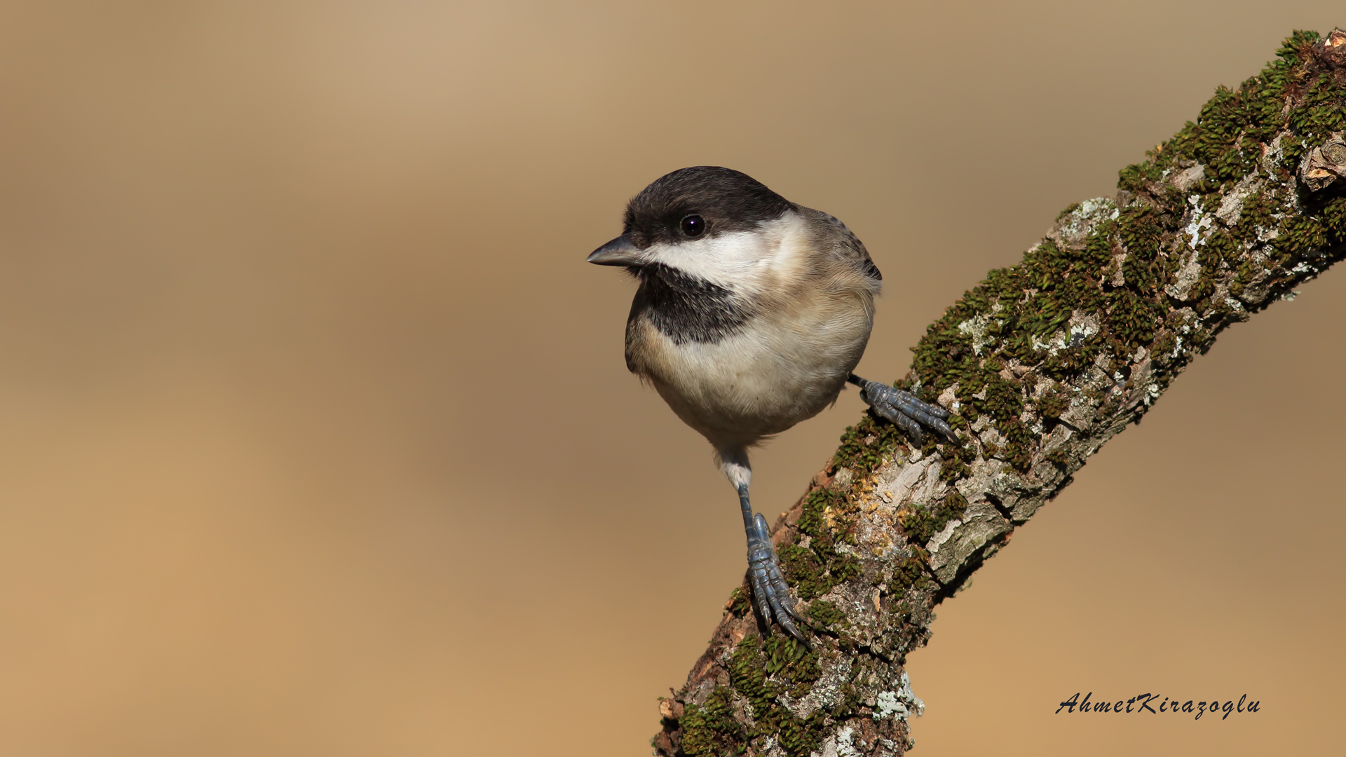 Akyanaklı baştankara
