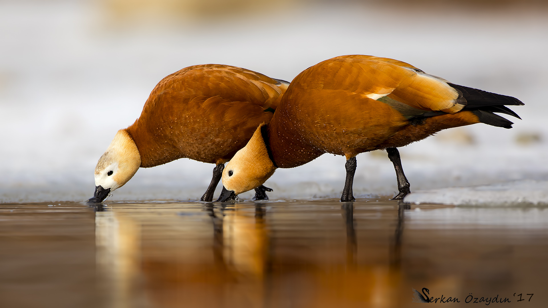 Angıt » Ruddy Shelduck » Tadorna ferruginea