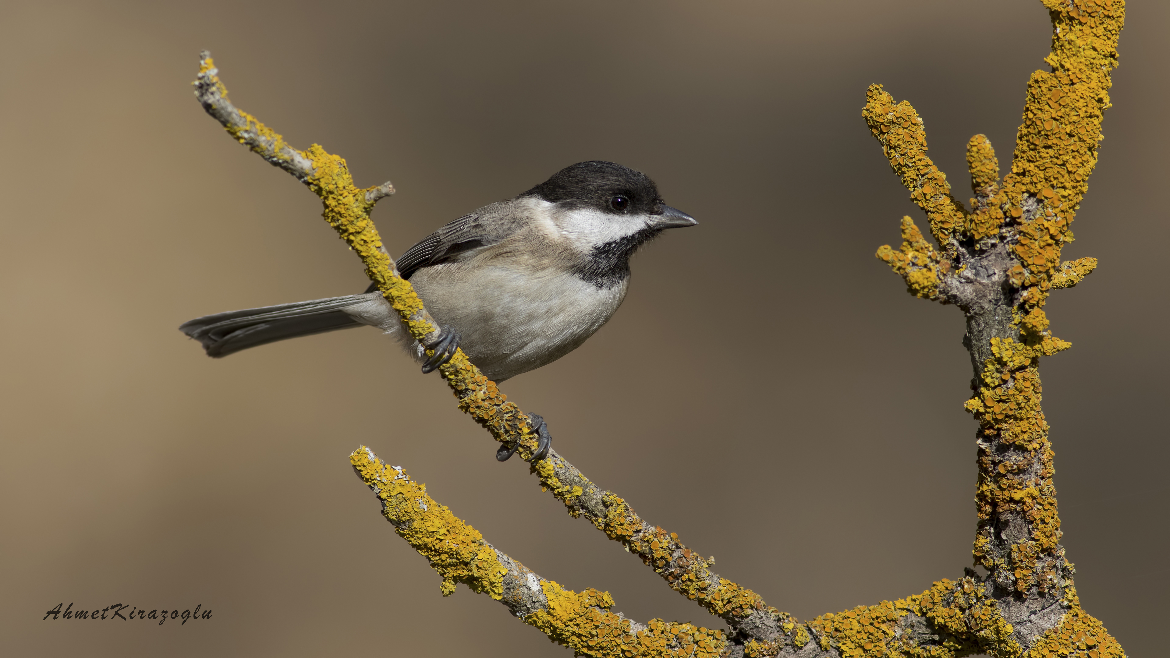Akyanaklı baştankara