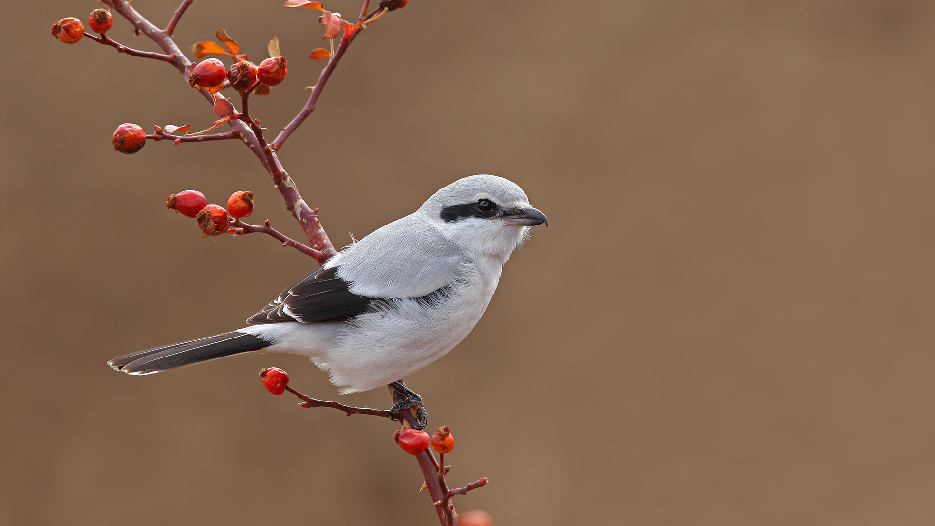 Büyük örümcekkuşu » Great Grey Shrike » Lanius excubitor