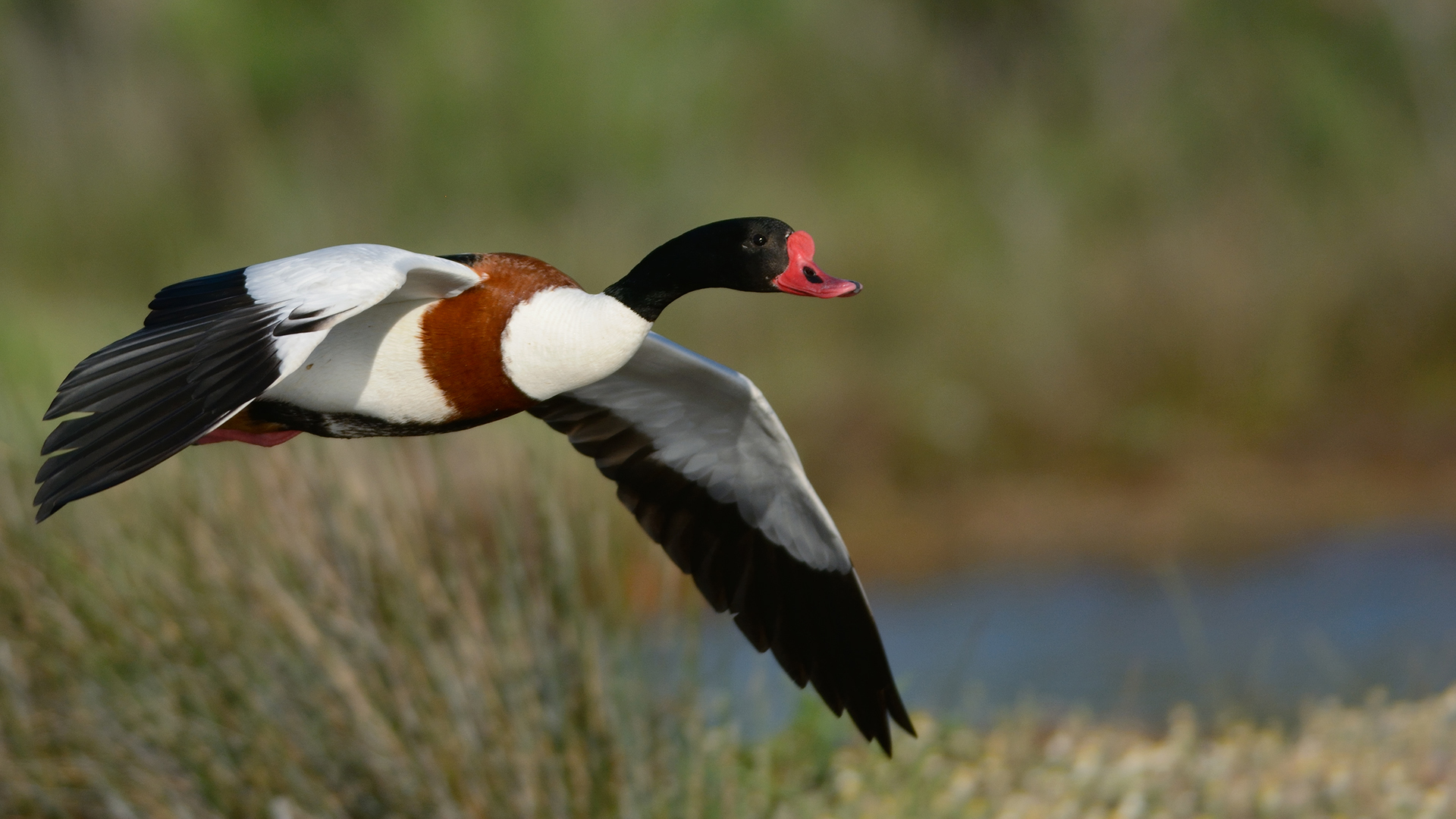 Suna » Common Shelduck » Tadorna tadorna